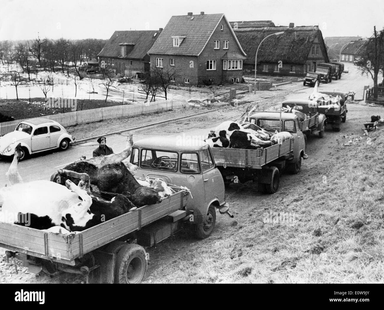 LKW bewegen toter Tiere sich in Nordsee Flut von 1962 Stockfoto