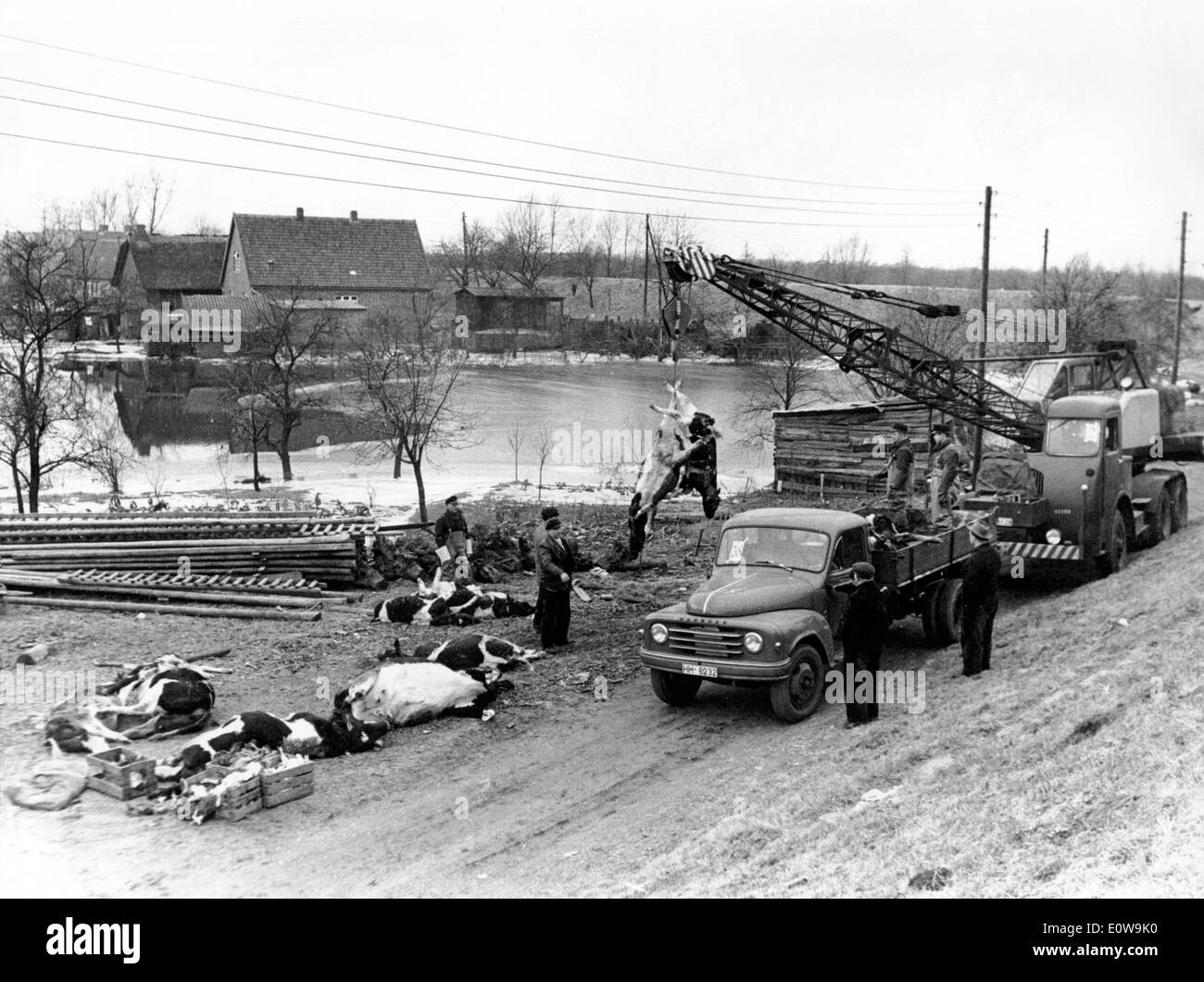 LKW bewegen toter Tiere sich in Nordsee Flut von 1962 Stockfoto