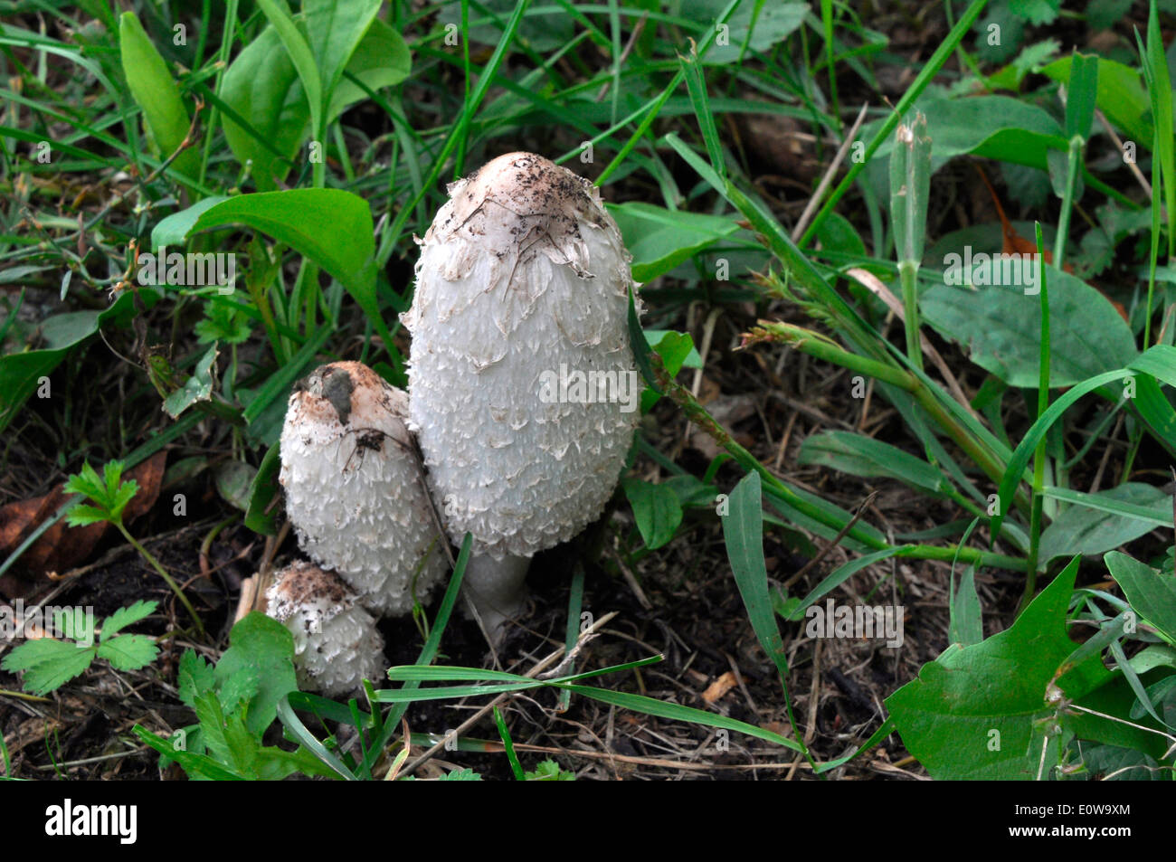 Shaggy Mane Mushroom, Shaggy Tinte Cap (Coprinus Comatus), junge Fruchtkörper. Deutschland Stockfoto