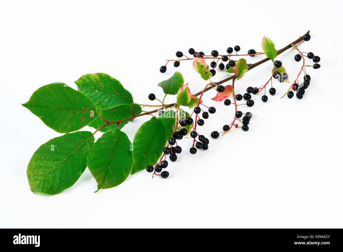 Wilde schwarze Kirsche (Prunus serotina). Zweig mit Obst, Studiobild. Deutschland Stockfoto