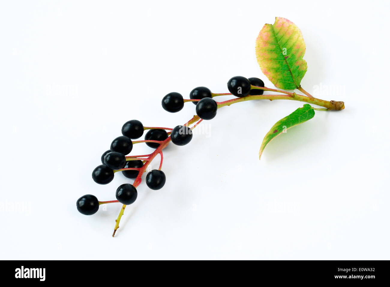 Traubenkirsche (Prunus Serotina), Zweig mit Früchten, Studio Bild. Deutschland Stockfoto