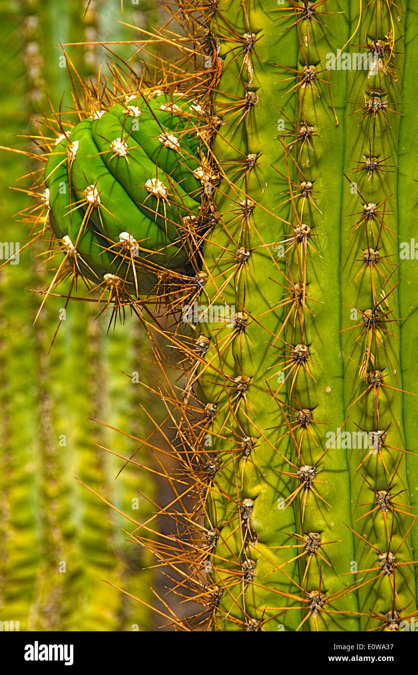 Detail eines Saguaro-Kaktus in The Desert Botanical Gardens, Phoenix, Arizona. USA. Stockfoto