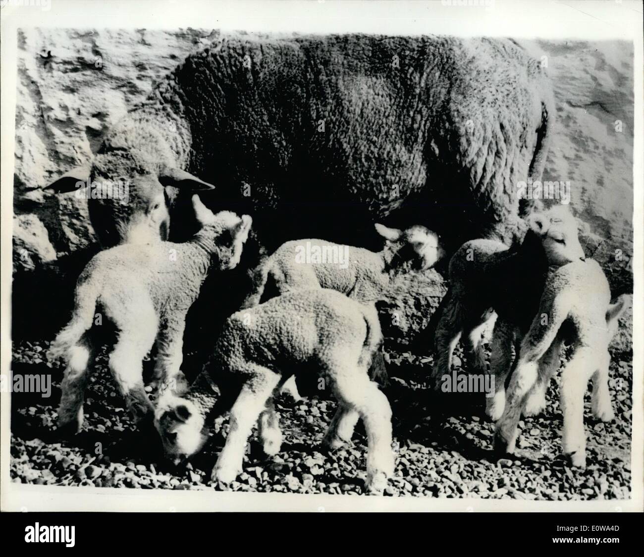 4. April 1962 - eine Chance in 100,00: Quint Lämmer: A Hjoeriring in Jütland ein Schaf vor kurzem fünf Lämmer, alle bei bester Gesundheit gebar. Zoologen sagt, dass die Chancen gegen diese mehrfache Geburt 1 zu 100.000 waren. Das Foto zeigt die stolze Mutter mit fünf Neugeborenen Lämmern. Stockfoto