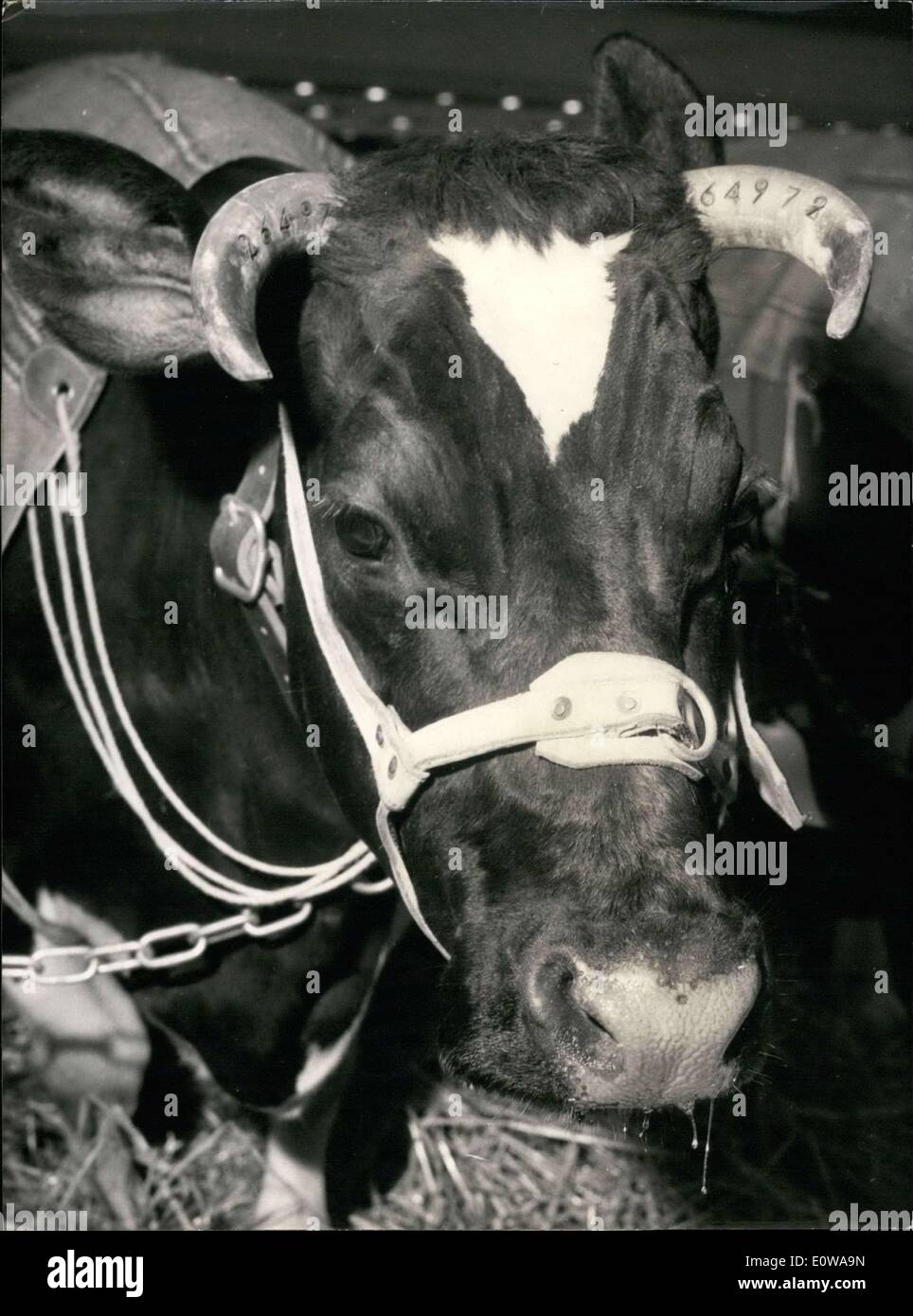 5. März 1962 - öffnet die Landwirtschaftsmesse Morgen im La Porte de Versailles Exhibition Center. Mehreren '' Schönheitswettbewerbe '' findet statt. Diese Kuh ist ein Kandidat für "Miss Kuh 1962' Stockfoto