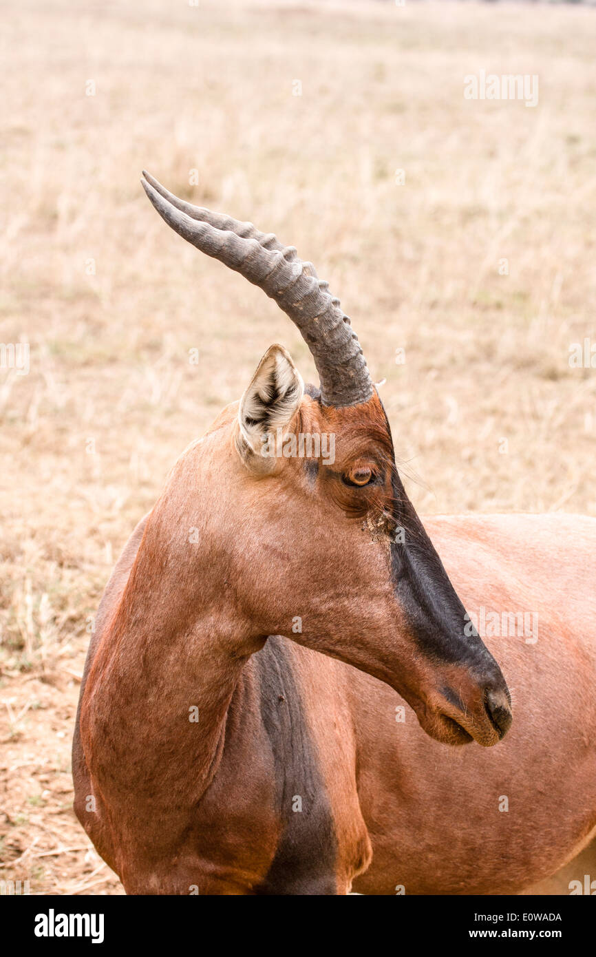Topi (Damaliscus Korrigum) Bilder aus dem Monat in Afrika, Tansania, Serengeti Nationalpark Stockfoto