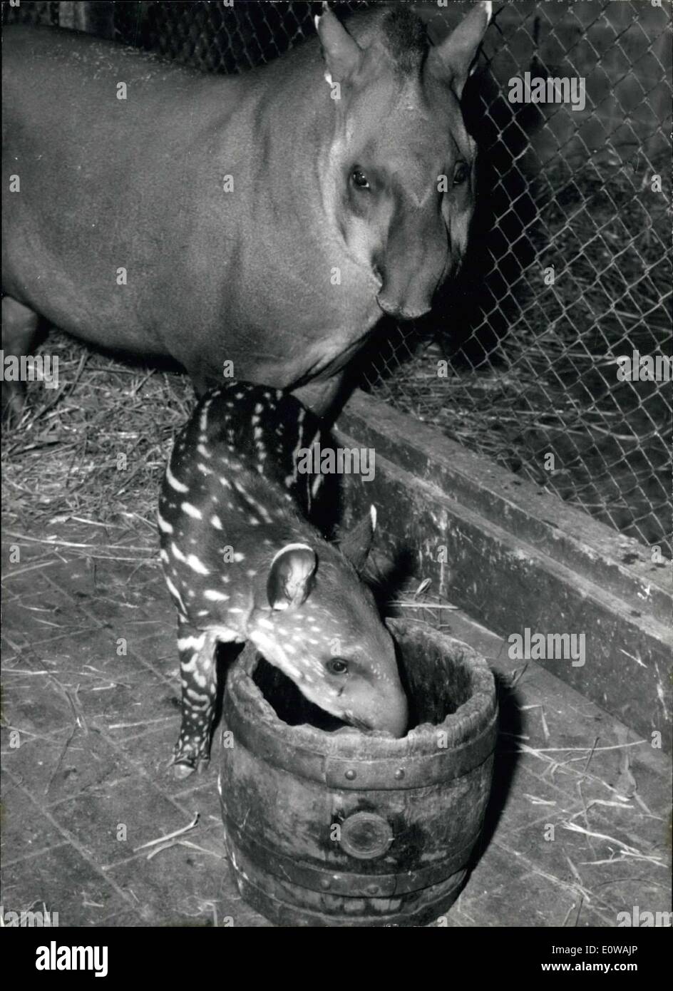 22. März 1962 - Forth kleine Tapir... jetzt in der Münchner Zoo Hellabrunn geboren. Alle kleinen Tapire mit in vier Jahren geboren wurden, und wie Tapire selten in einem Zoo geboren werden, handelt es sich um eine große Bruterfolg. Die kleine heisst David (der Tapir Name in München beginnen mit einem D) eine seiner Mutter Dotly ist bis ein wachsames Auge auf ihn haben. Vater-Dorian zeigte sich nicht an dem Fotografen. Stockfoto