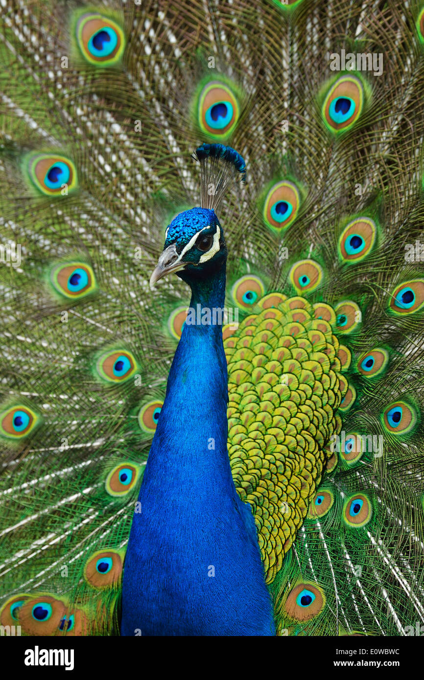 Indischen Pfauen oder blaue Pfauen (Pavo Cristatus), Anzeige von Pfau, Gefangenschaft, Tierpark Steppentierpark Pamhagen, Österreich Stockfoto