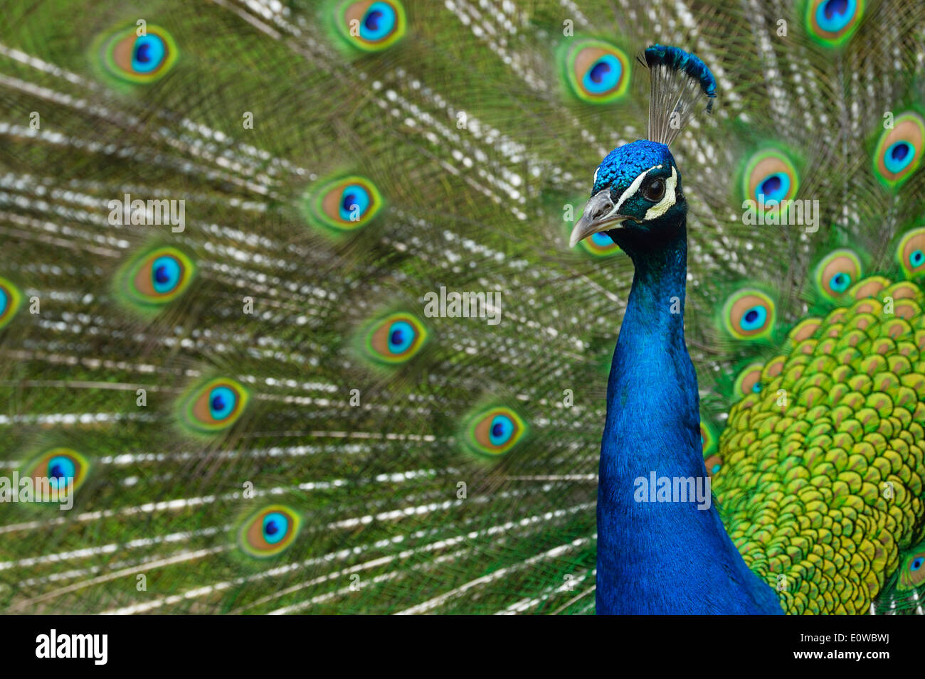 Indischen Pfauen oder blaue Pfauen (Pavo Cristatus), Anzeige von Pfau, Gefangenschaft, Tierpark Steppentierpark Pamhagen, Österreich Stockfoto