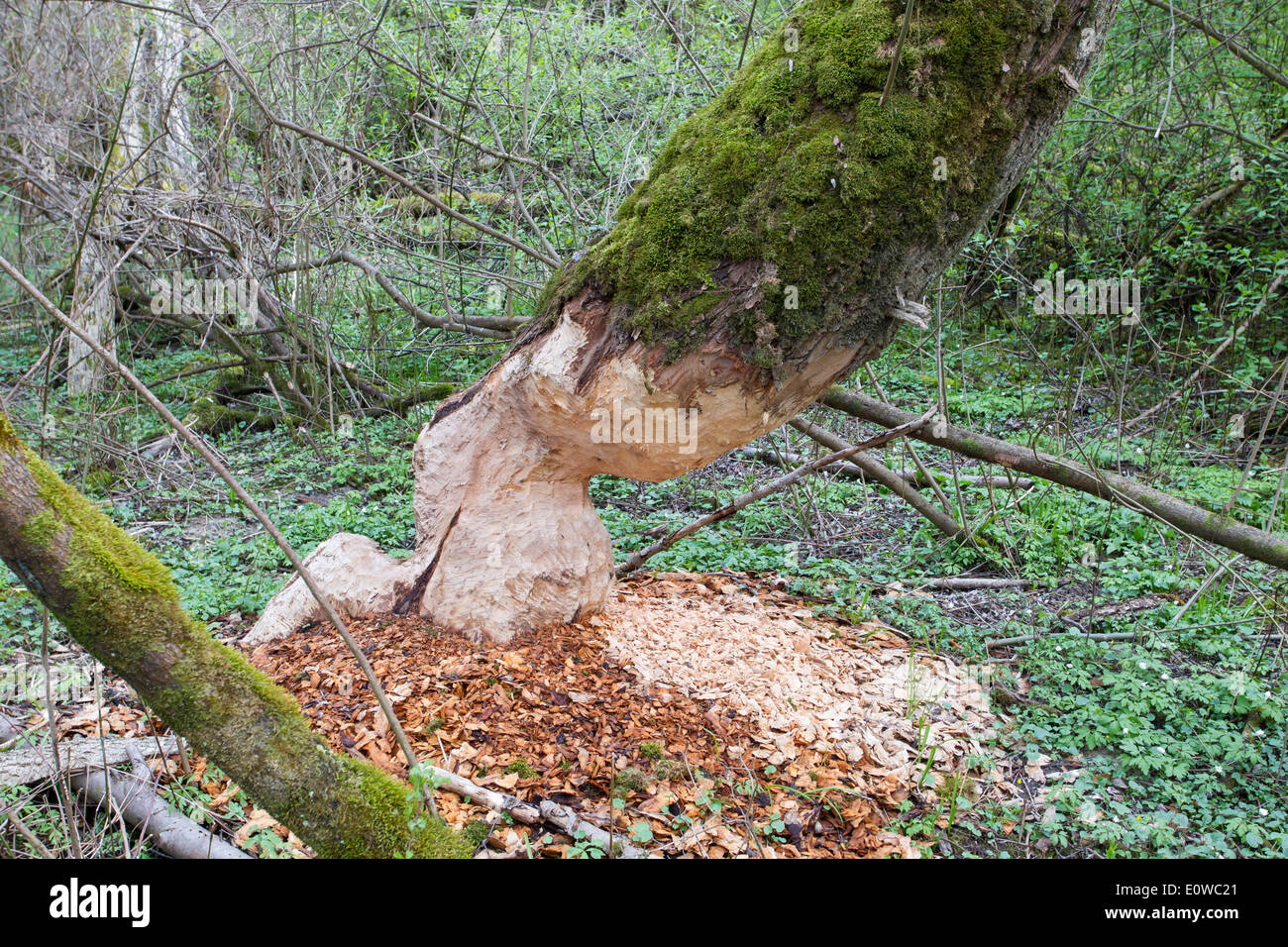 Europäischer Biber (Castor Fiber). Baum durch einen Biber gefällt. Deutschland Stockfoto