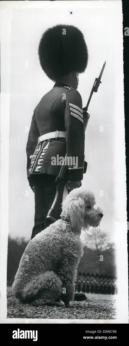 5. Mai 1962 - The Faithful "Wachhund": Foto zeigt Pepe, ein 10 Monate alte weiße Minister Pudel, scheint ein aktives Interesse an die Montage der Königinnenwache von Mitgliedern des 1. Mrd. Grenadier Guards auf Horse Guards Parade heute Morgen zu nehmen, wie er hinter einer der Wachen sitzt. Stockfoto