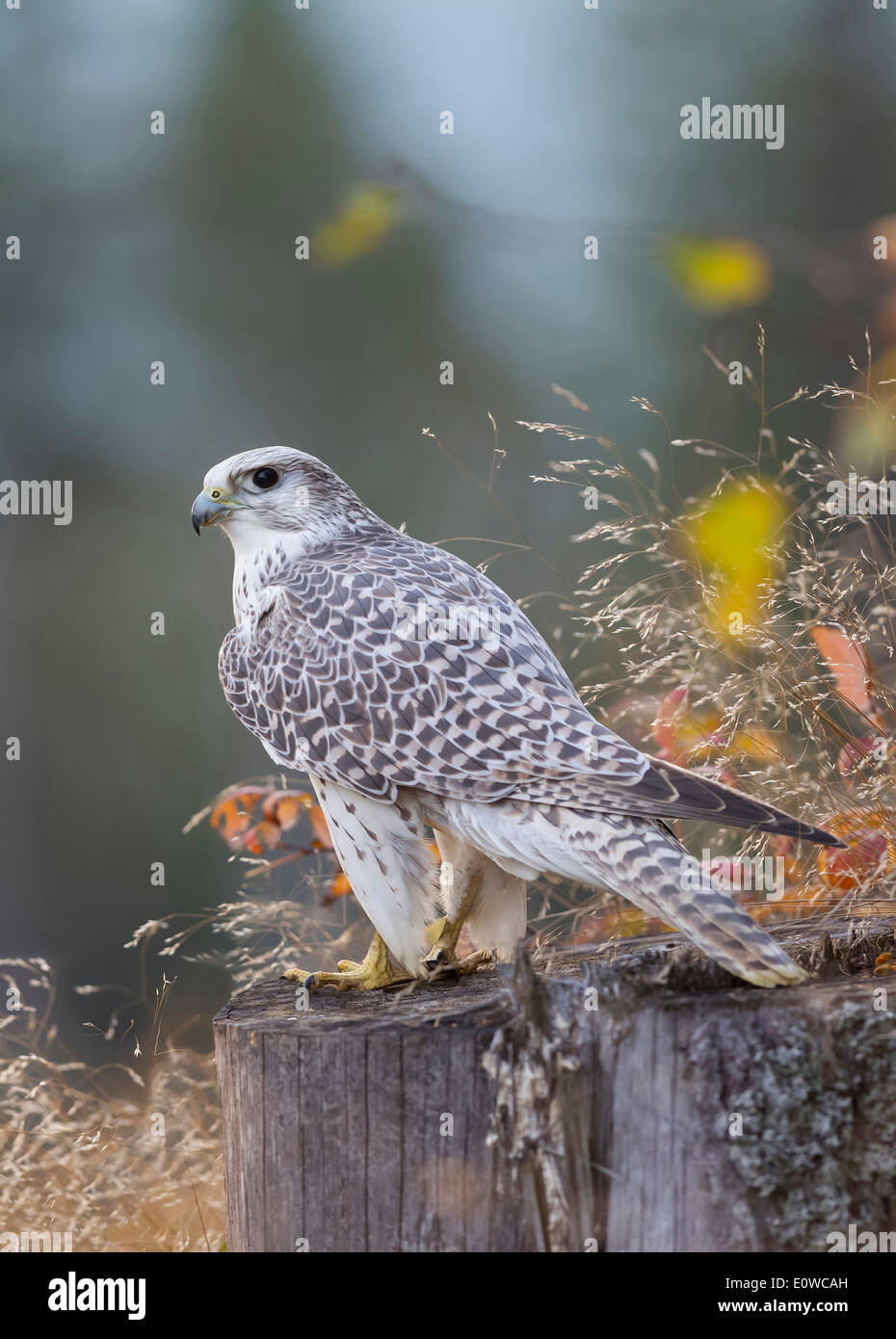 Gerfalke (Falco Rusticolus) stehend auf einem Baumstumpf. Deutschland Stockfoto