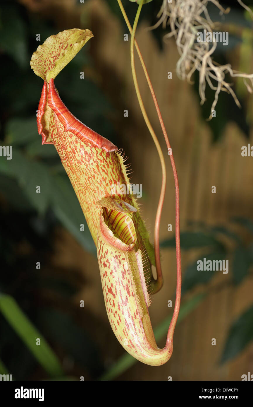 Nepenthes, tropischen Kannenpflanzen oder Affe Tassen. Stockfoto