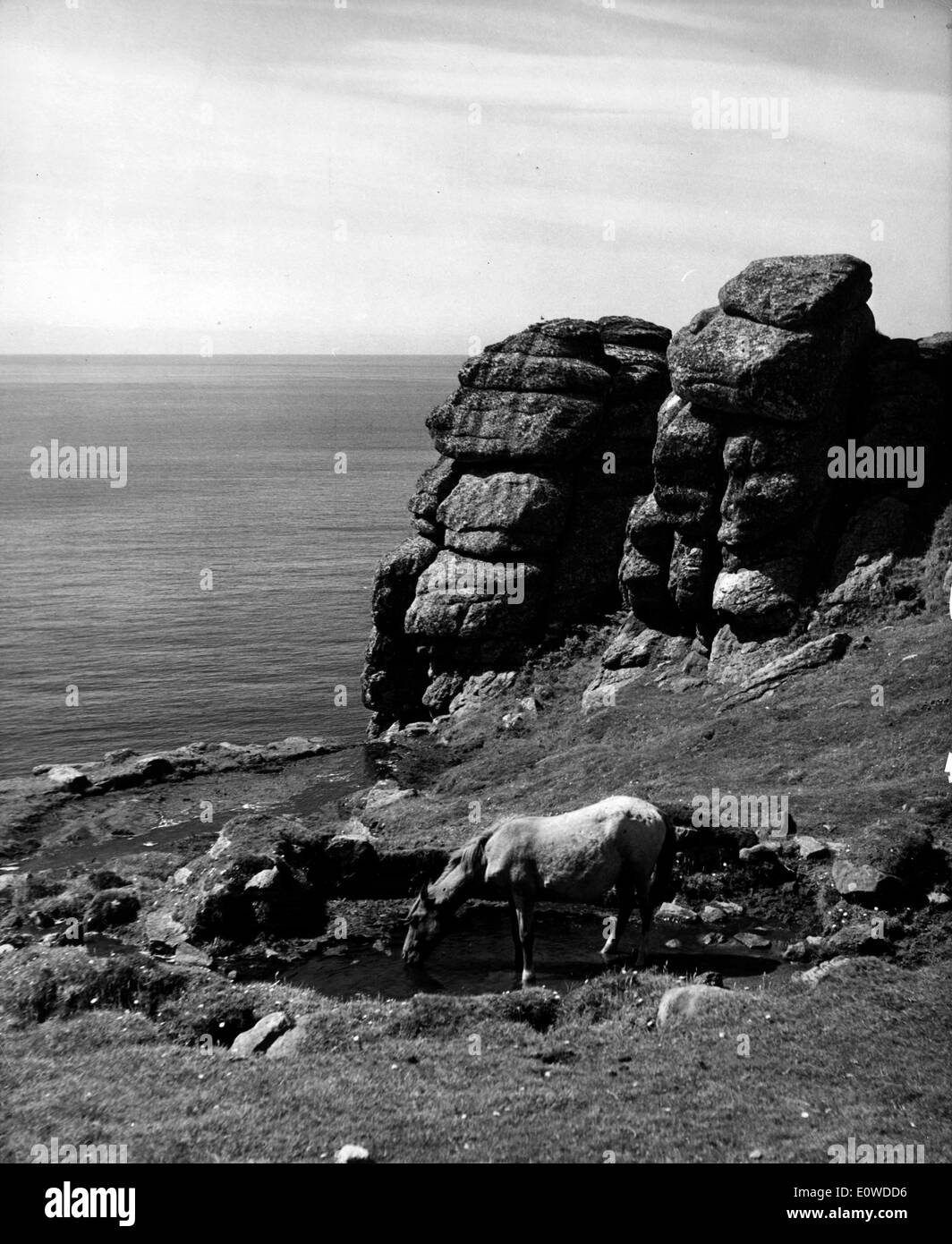 Ein Pferd auf der Küste von Lundy Insel trinken Stockfoto