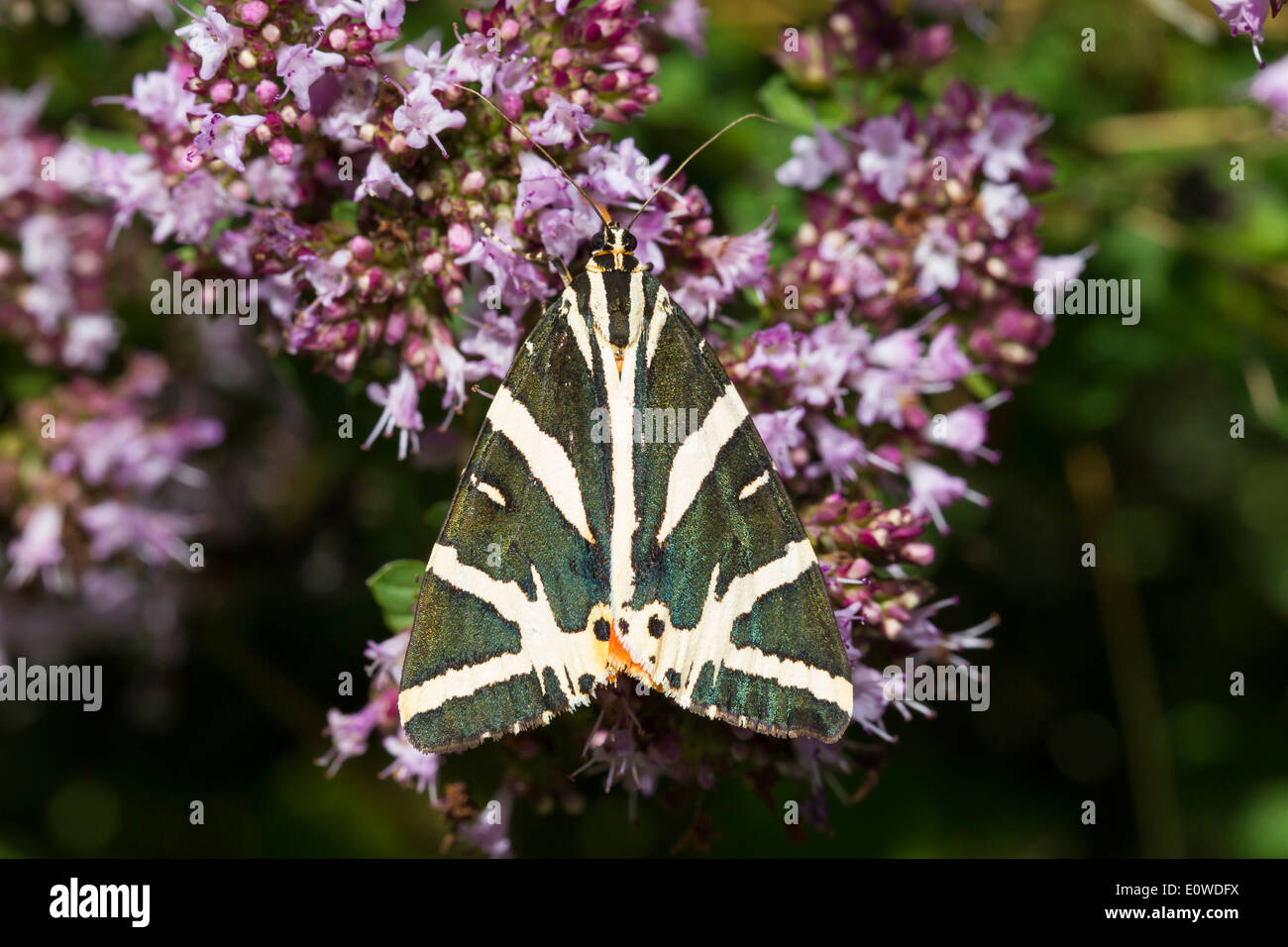 Jersey Tiger Moth, russische Tiger Moth (Euplagia Quadripunctaria), Motte auf Blumen. Deutschland Stockfoto