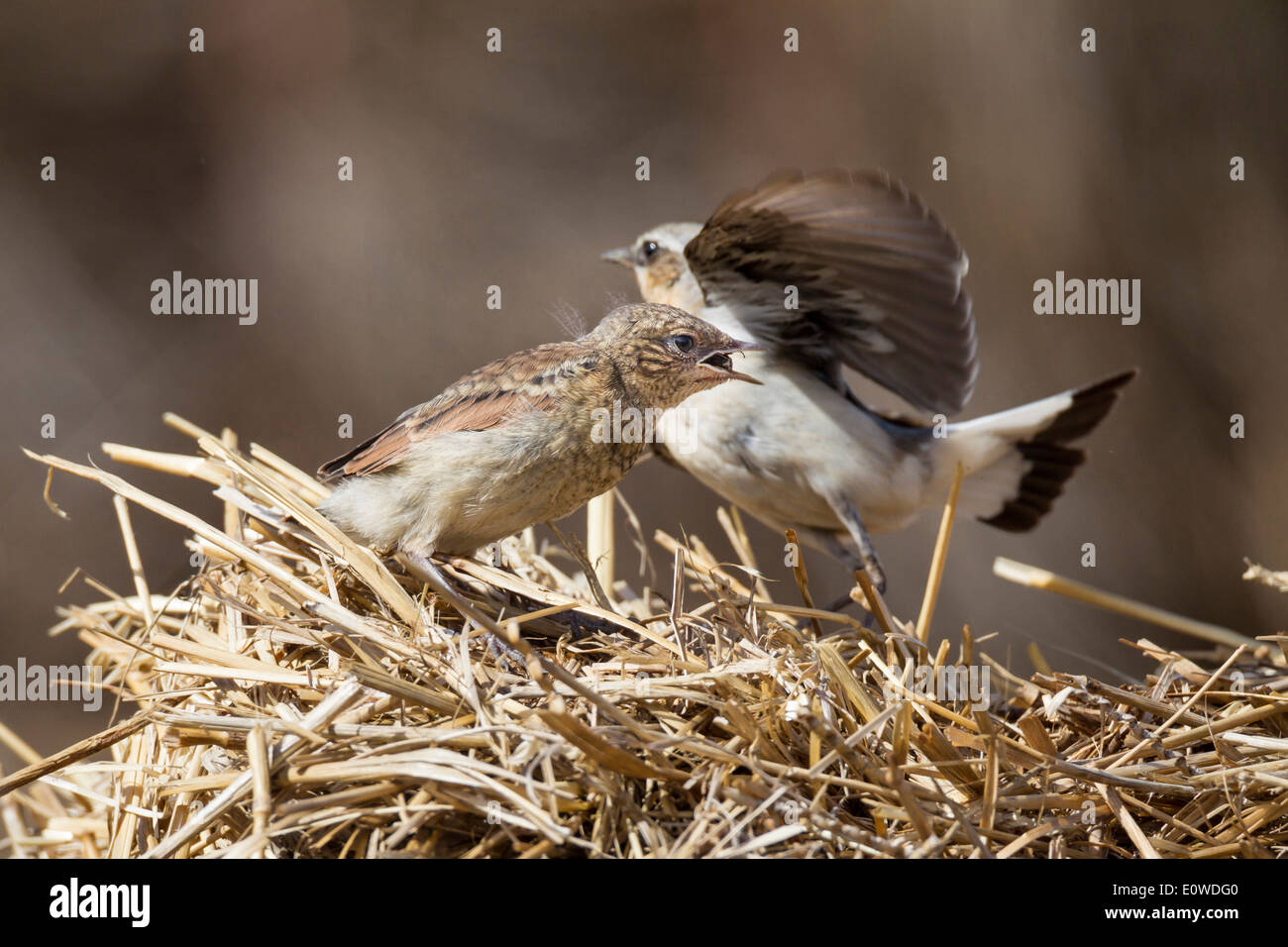 Nördlichen Steinschmätzer (Oenanthe Oenanthe). Küken im Nest, ein Insekt zu schlucken. Österreich Stockfoto