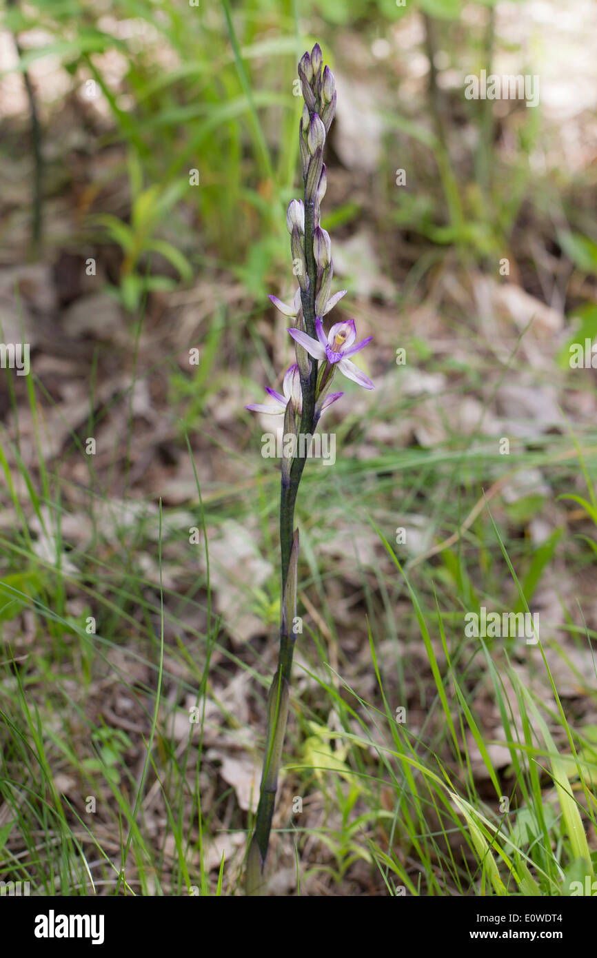 Violette Limodore (Limodorum Abortivum), Blüte Stiel. Deutschland Stockfoto