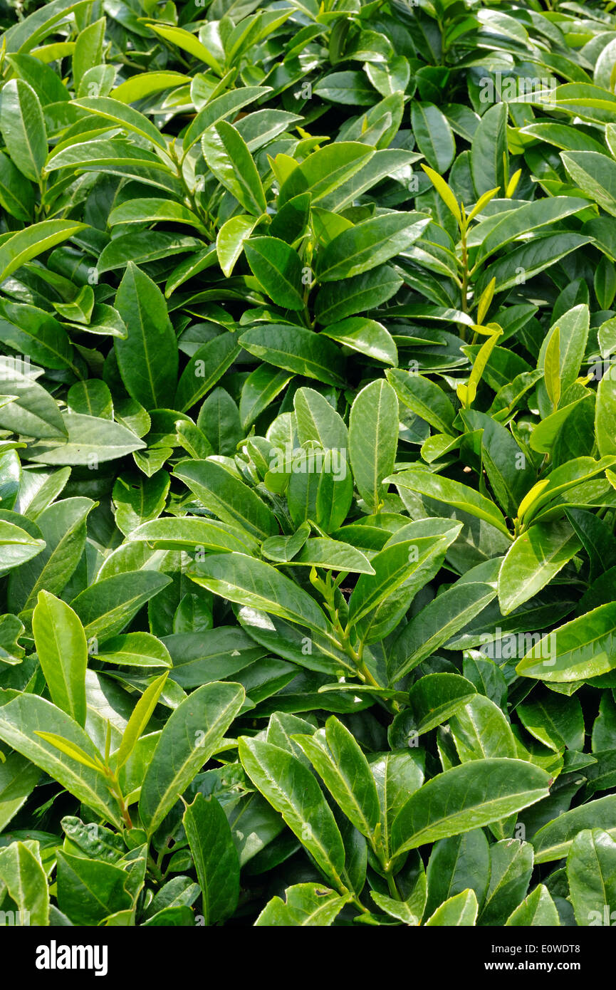 Prunus Laurocerasus, immergrüner Strauch im Garten Stockfoto