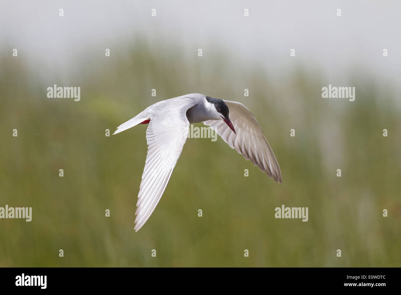 Weissbart-Seeschwalbe (Chlidonias Hybrida) im Flug. Deutschland Stockfoto