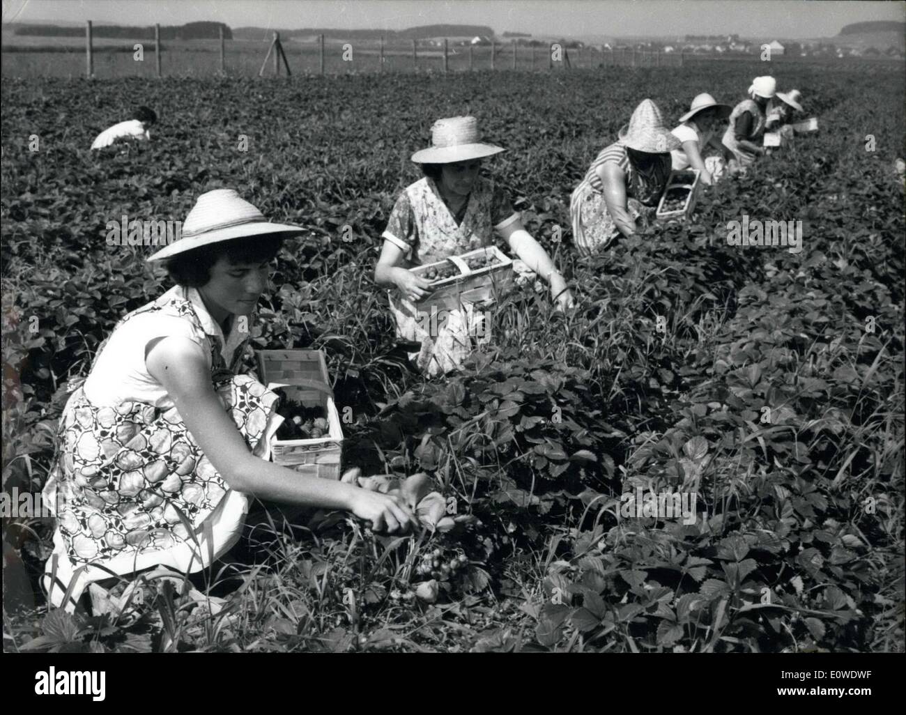 15. Juni 1962 - Erdbeer-Zeit ist hier!'' Auf den großen süddeutschen Erdbeer-Plantagen ernten viele Pflücker die köstlichen Früchte bereits geschätzt von Kaisern und Königen als besonderer Genuss. Stockfoto