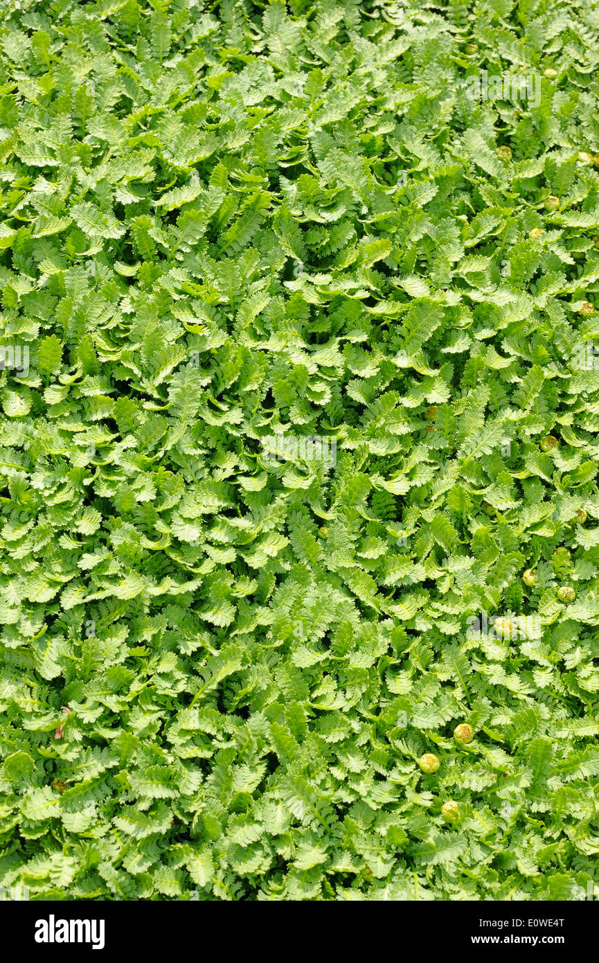 Bodendecker Pflanzen, dekorativer Textur im Garten Stockfoto