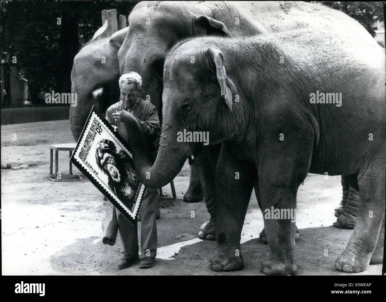 7. Juli 1962 - '' Nachbar Peppone bekommt wirklich berühmte '': Dies ist möglicherweise der Gedanke an die Elefanten im Zoo von Frankfurt am Main, als Aufseher ECK ihnen eine über zeigt große Stempel Foto Darstellung ein Schimpansen. Es ist ein Plakat aus einer Sammlung von internationalen Marken mit Tierbilder nun auf dem Display in Frankfurt am Main. Stockfoto