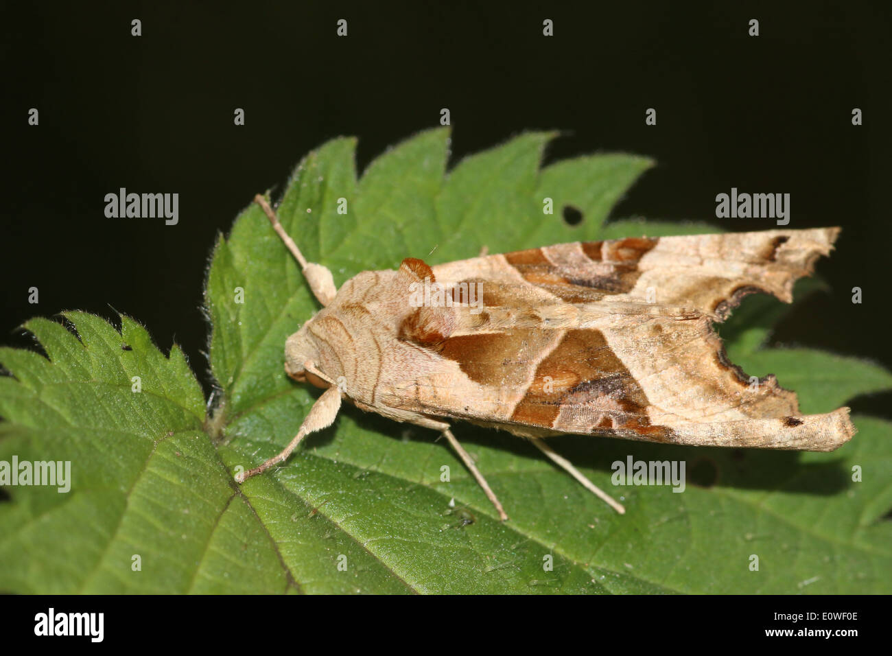 Winkel-Farbtöne Motte (Phlogophora Meticulosa) posiert auf einem Blatt Stockfoto