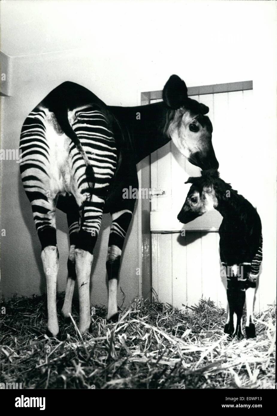 8. August 1962 - zweite Okapi im Frankfurter Zoo geboren: zum zweiten Mal in zwei Jahren ein Okapi wurde in der Frankfurter Zoo geboren. Sie sind die einzigen in Deutschland. Die Okapis sind eine Art von Tieren, welche nur 1900 entdeckt wurden. Sie leben in den Kongo-Dschungel. Die Eltern brachten Okapis Frankfurt 1954 und 1958. Foto zeigt das Okapi-Baby '' Kilindi'' mit seiner Mutter-Hirsch "Safari" Stockfoto