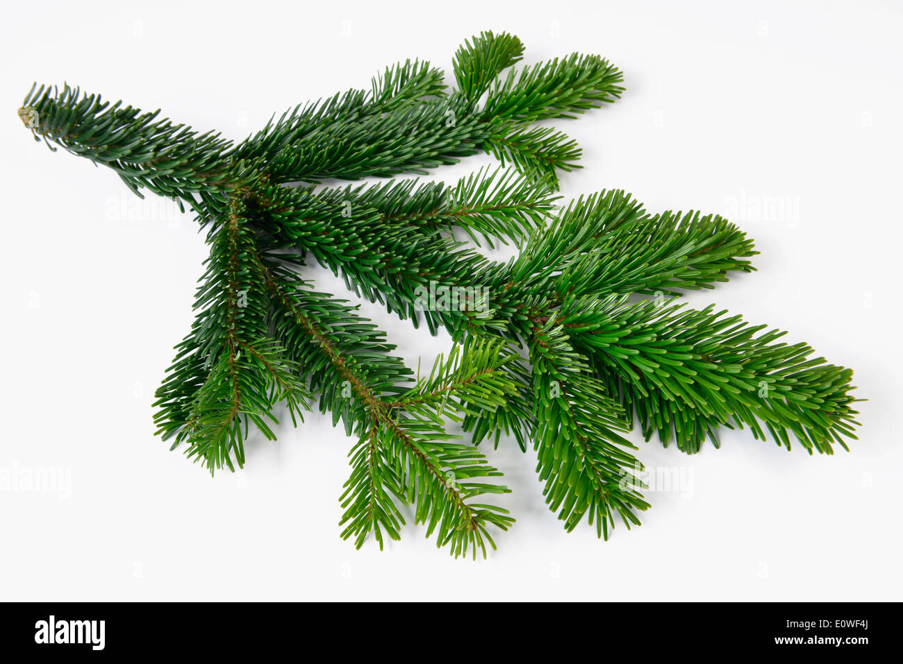 Kaukasische Tanne, Nordmanntanne (Abies Nordmanniana), Zweig. Studio Bild vor einem weißen Hintergrund Stockfoto