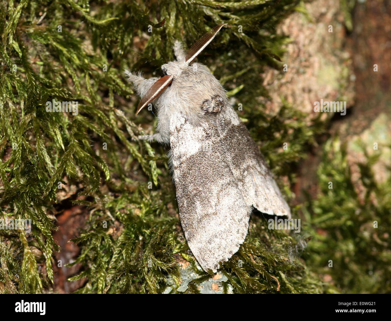 Szczotecznica szarawka Fotos und Bildmaterial in hoher Auflösung Alamy