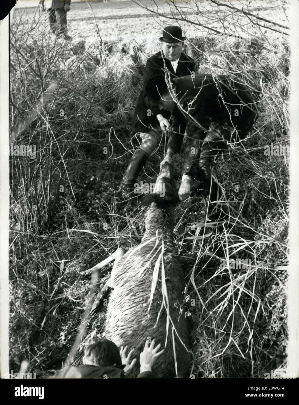 12. Dezember 1962 - ist der Hirsch zweimal ein Jahr Tortur In Norwich; Zweimal im Jahr die Norwich Staghounds Jagd aus einer Farm spezielle sammelt '' gekarrt "Hirsch die halb zahmen und daher ideal für die Art der Arbeit, dass der Hund Meister, Colonel Brian Gooch im Sinn hat. Dies ist der Hirsch als Köder verwenden und führen sie bis zu dem Punkt, wo das verängstigte Tier lief nicht weiter gehen und findet Zuflucht in einem unzugänglichen Ort warten auf die Ikll nie kommt. D. h. wenn Col Stockfoto