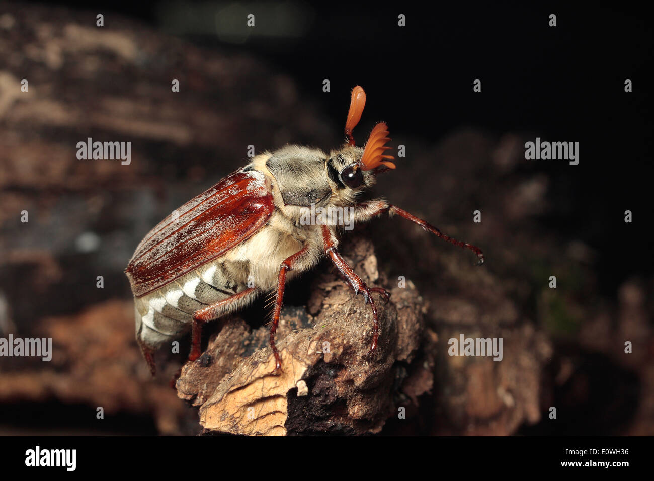 Maikäfer Beetle Maikäfer Melolantha Melolantha irischen Käfer Irland Irish UK Europe behaarten Flügeldecken Chitin Insekt Makroaufnahme Stockfoto