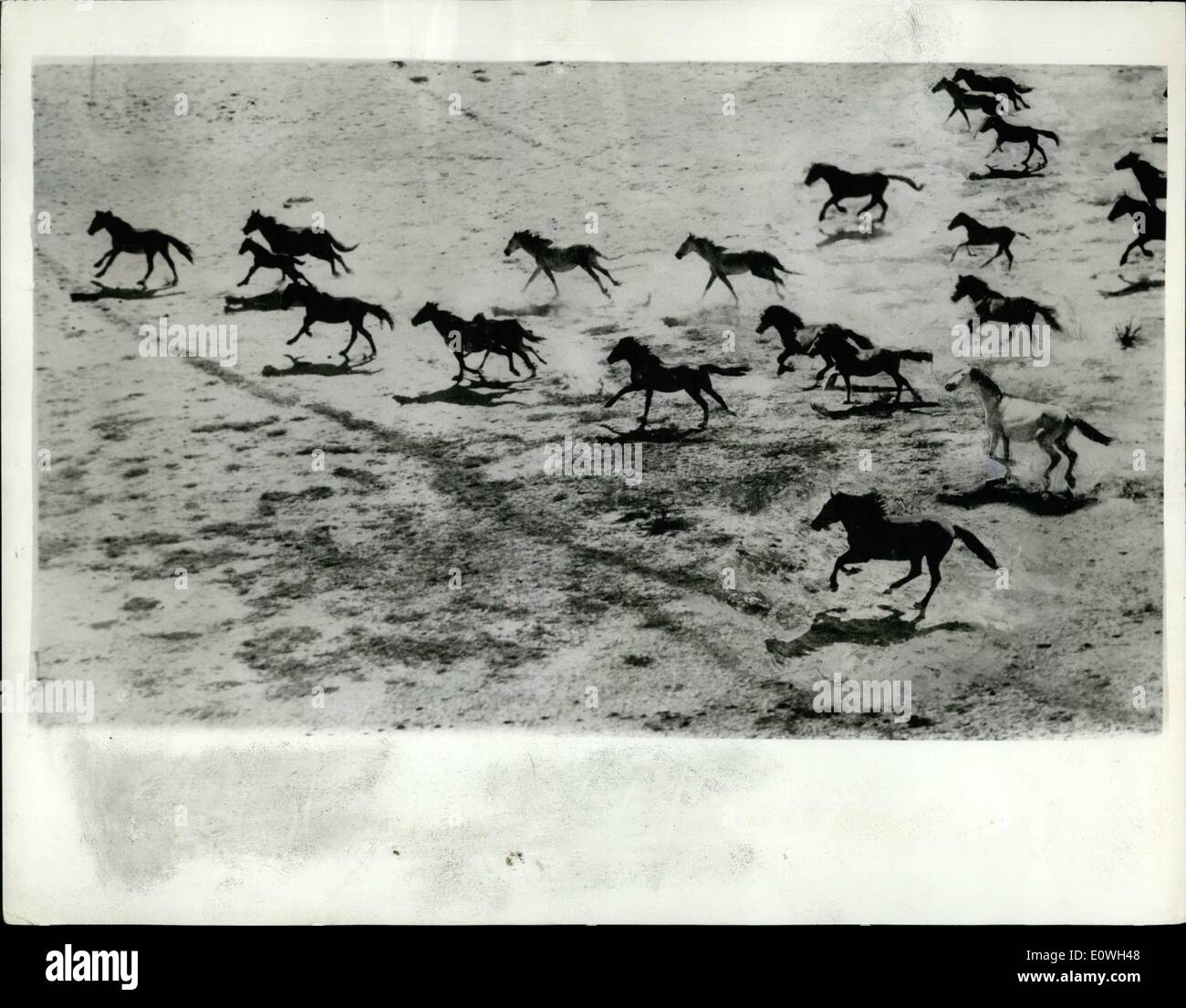 12. Dezember 1962 - Austrakian Tod Aufrundung 4.000 Pferde zum Schlachten.: das größte Pferd Schlachten in der australischen Geschichte hat begonnen. Viertausend Wildpferde - einige mit Fohlen - werden nach Sydney - gebracht, wo sie für Tiernahrung getötet werden. Flugzeuge - Motorräder und Reiter werden verwendet, um sie auf 4375 quadratische Meile Bulloo Downs aufrunden, Roans - Piebalds und stolze schwarze - werden in der morgens und abends, wenn sie von den Hügeln für Wasser nach unten kommen, getrieben werden. Der Plan eines Testaments stampede ihnen für 20 Meilen, bis sie pflastermüde und müde geworden Stockfoto