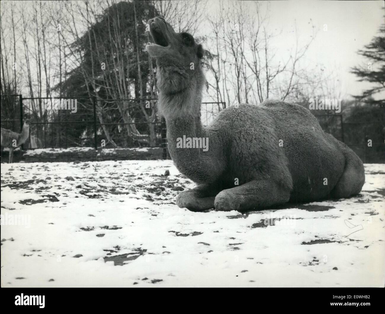 31. Januar 1963 - Schnee in Rom seit 6 Jahren als es zuerst erschien! Die Stadt bietet einen ungewohnten Blick auf sich selbst und die Momments und die Straßen sind bedeckt mit weißem Einband. Stockfoto