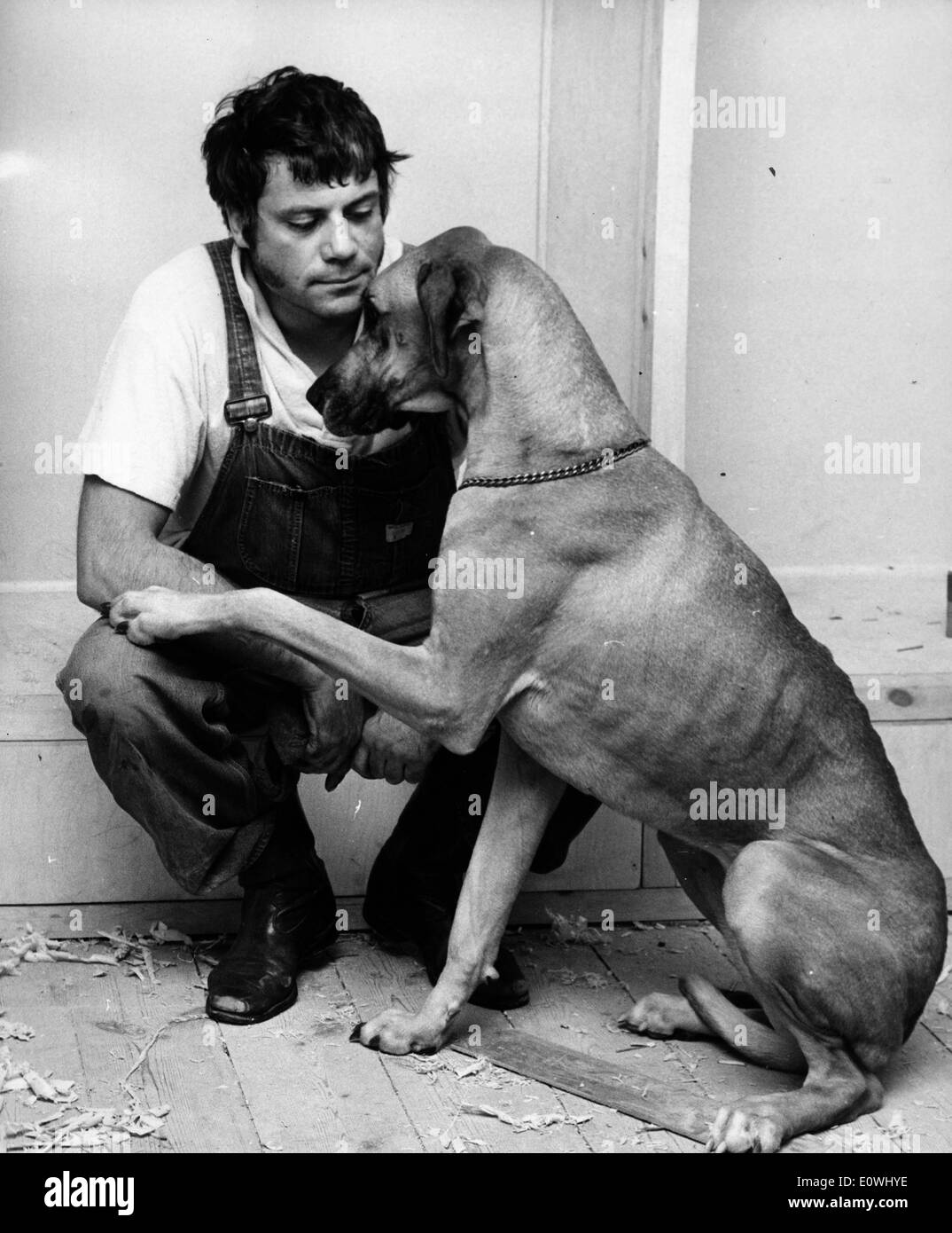 Schauspieler Oliver Reed mit seiner Dogge Teere Stockfoto