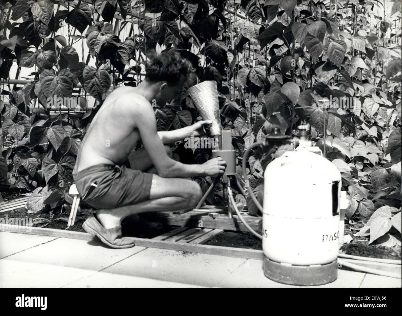 9. Mai 1963 - stellten in den '' Gas-Raum ''... viele junge Läufer-Bohne-Nachkommen durch die Lehrer der öffentlichen Schule für Gartenbau in Stuttgart-Hohenheim. Sie versuchen mit Hilfe eines neuen Instruments produziert in der sorgfältig abgedichtet Hälfte des Gewächshauses nicht nur die Pflanzen, die aus dem Boden mit organischen und mineralischen Kunstdünger zu liefern, sondern auch zu düngen der Pflanzen der Luft mit CO2-Gas. Ein einfache Proportinate-Brenner brennt Flüssigkeit-Gas, das in den Gewächshäusern von Kohlensäure gibt, beschäftigt sich seit vielen Jahren die Gärtner auf der ganzen Welt Stockfoto