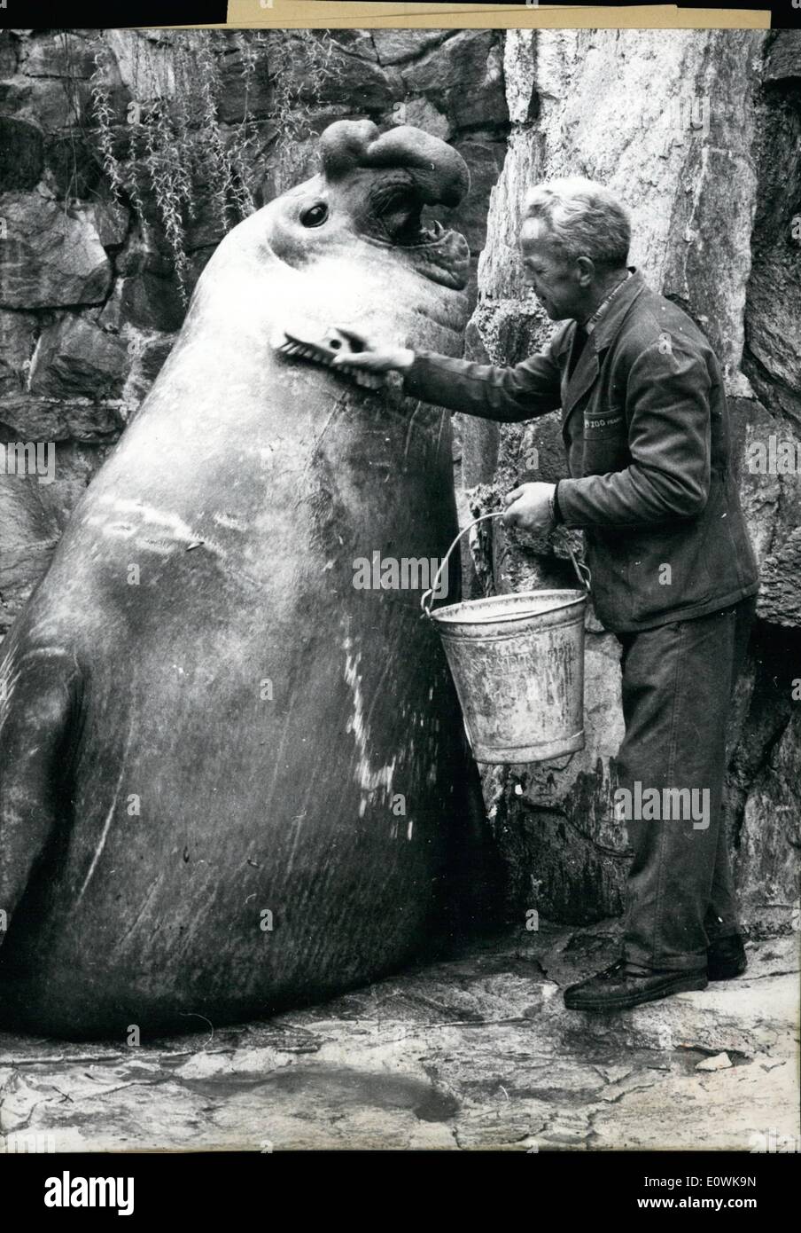 4. April 1963 - Meer Elefant bekommt Reinigung: Felix, der Meer-Elefant im Frankfurter Zoo bekommt eine gründliche Bürstenreinigung Warden Franz ECK welches reibt aus einer langen Wintern Schmutz aus dem riesigen Tier. '' Felix'' hat nichts dagegen das Bürsten, er will sich schön und sauber, wenn die Masse der Besucher beginnt Gießen in den Zoo in die kommenden Sonnentage. Stockfoto