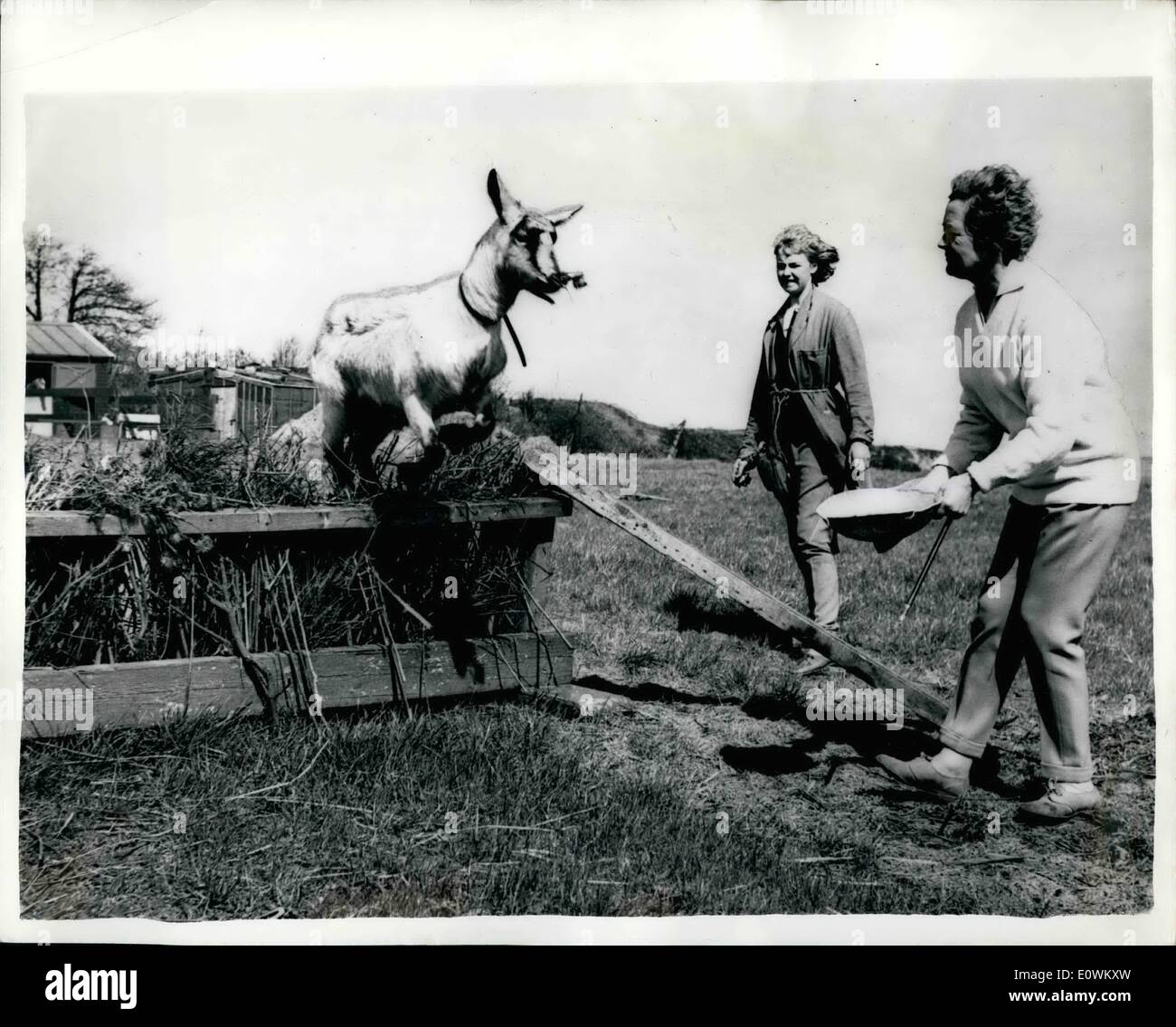 5. Mai 1963 - Hindernislaufen Nanny-Ziege von Kenton: Up and Over: gesagt, Großbritanniens erste Kirchturm jagen Nanny Goat ist '' Nelly'' - der Stolz und die Freude der Kenton Riding School - Newcastle zweijährige Nelly, die über drei Fuß Gewölbe kann springt - ist der ständige Begleiter von Pferden und Reitern der Schule und hat filmy etablierte sich als Maskottchen. Foto zeigt irgend etwas ein Pferd kann tun, ich kann besser - oder zumindest - auch sagt Nelly, wie sie in Aktion, über tritt die sicks. Stockfoto