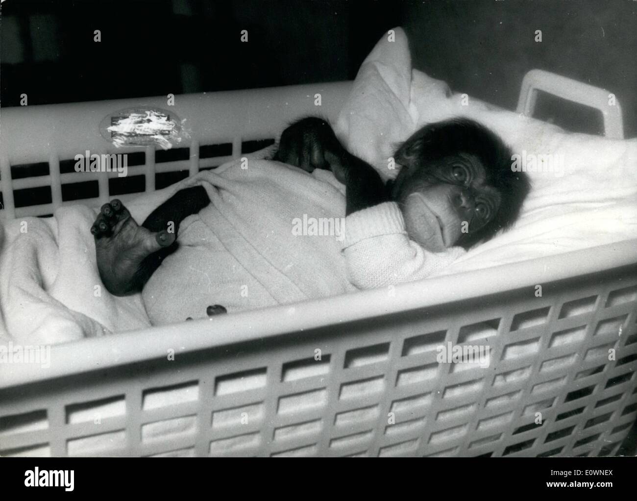 12. Dezember 1963 - 14 Tage alt ist '' Musawa'' das kleine Affen-Baby im Berliner Zoo. '' Musawa'' 2000 Gramm Baby ist das jüngste Kind das Affenhaus des Berliner Zoos. Stockfoto