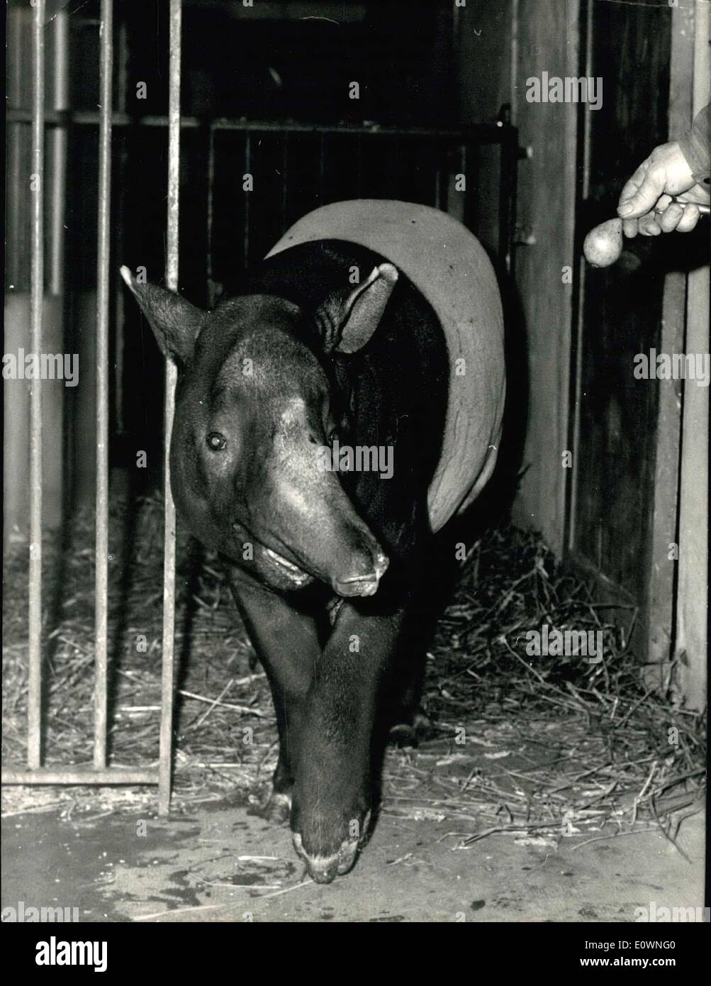 18. Dezember 1963 - An indischen Tapir At The Vincennes Zoo: The Indian Tapir ist ein Tier, das zu einer seltenen Specy gehört. Vincesnnes Zoo, in der Nähe von Paris, hat nur eine Exemplar dieser Rasse eingeführt. Bild zeigt: Te jungen indischen Tapir im Zoo von Vincennes. Stockfoto