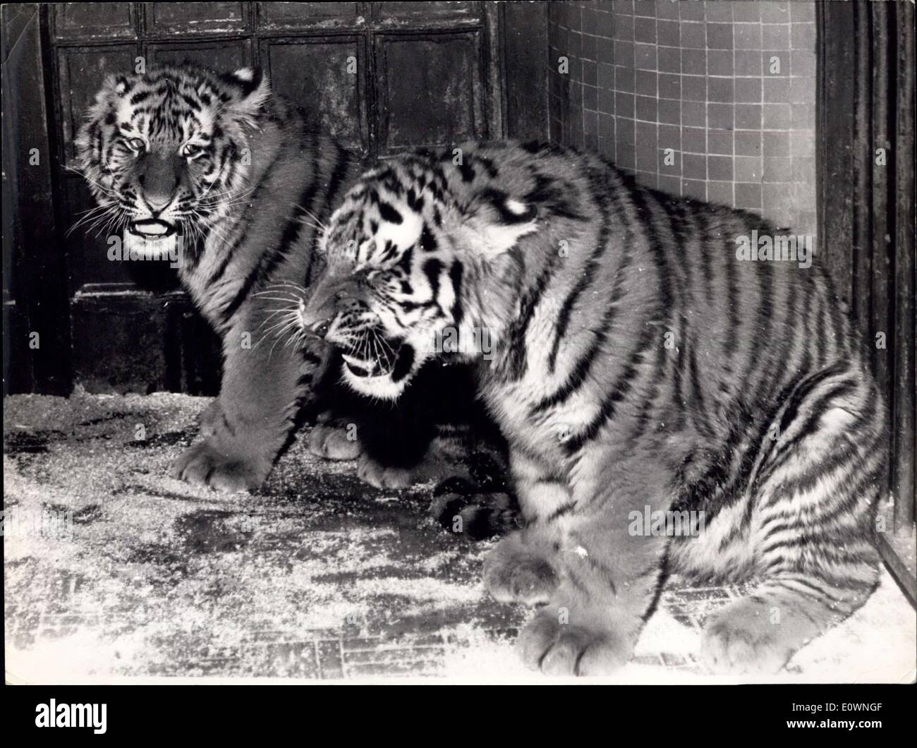 24. Dezember 1963 - heute, neue Mieter In A Paris Zoo bei der Zoologische Garten in Paris wurden Neuerwerbungen eingeführt. Die Tiere kommen aus dem Zoo Roterdam (Holland) und eignen sich besonders gut für das kalte Klima. OPS: Ein junges Paar des sibirischen Tigers 8 Monate alt. Stockfoto