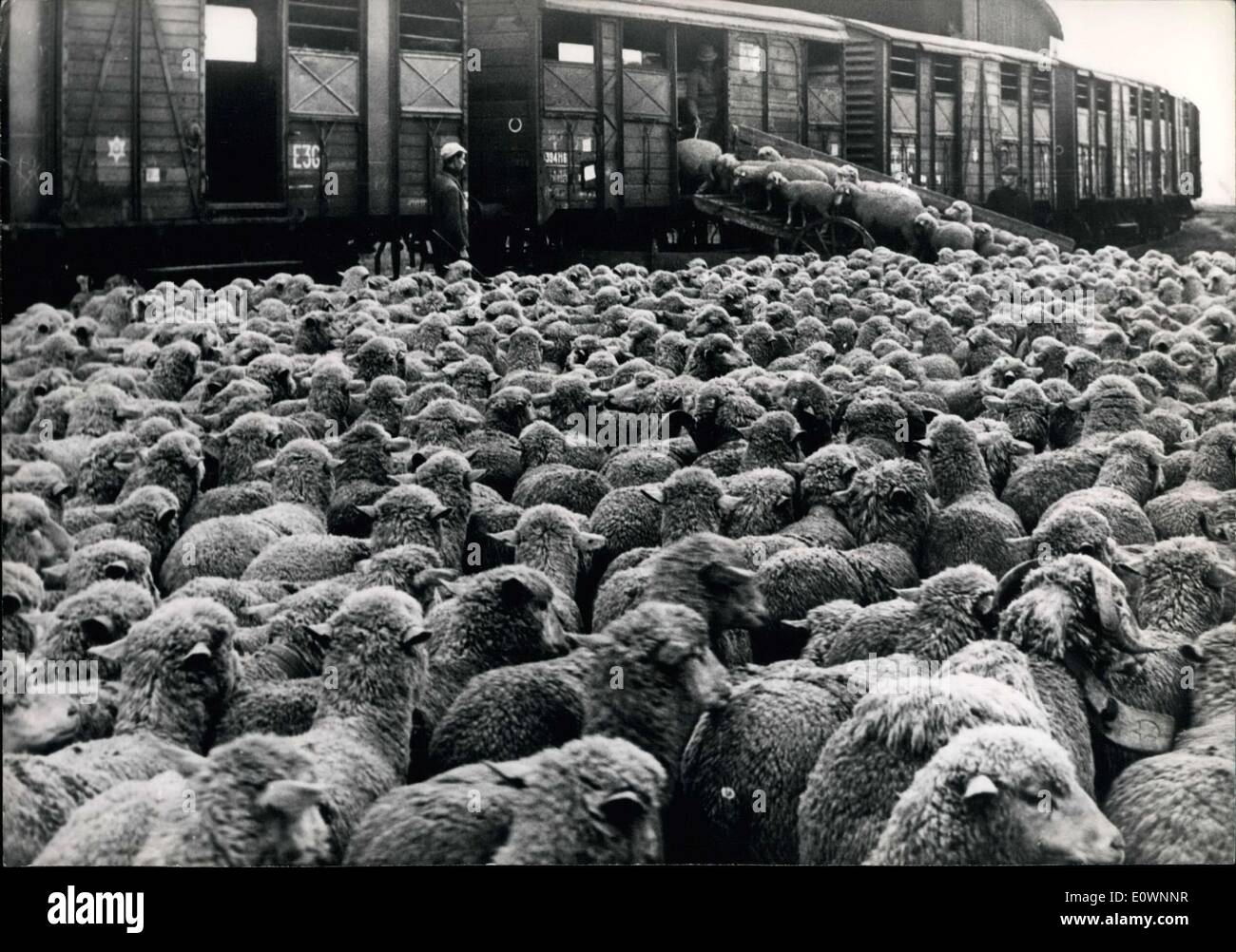 14. Oktober 1963 - hat das Verschieben der Herden begonnen; Der Nordwind begann in den Alpen zu Blasen, ziehen Hirten ihrer Herde ab in den Süden. Foto zeigt einige 3.000 Schafe begann in den Zug unweit von Grenoble und die sie nach Tarascon bringt. Stockfoto