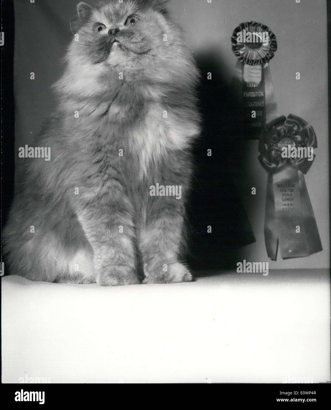 27. Oktober 1963 - die schönste Katze der Welt: Kislane von Pompadour Stockfoto