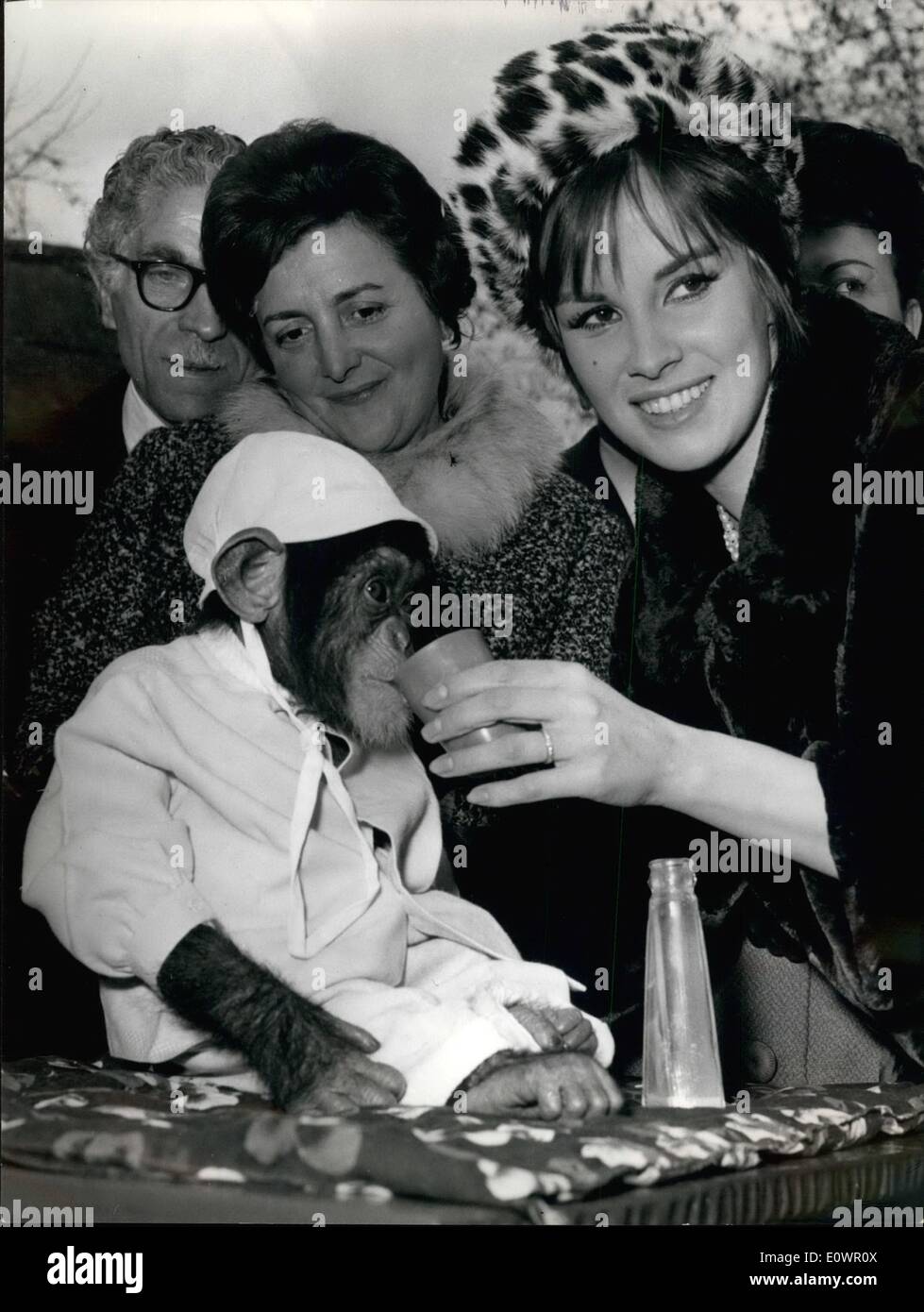 2. Februar 1964 - Rom, 23. Februar 1964 - Lola einen hübschen Schimpansen, die aus dem Kongo gestern kam, heute Schauspielerin Antonella Lualdi als den neuen Gast von Rom Zoo präsentierte. Stockfoto