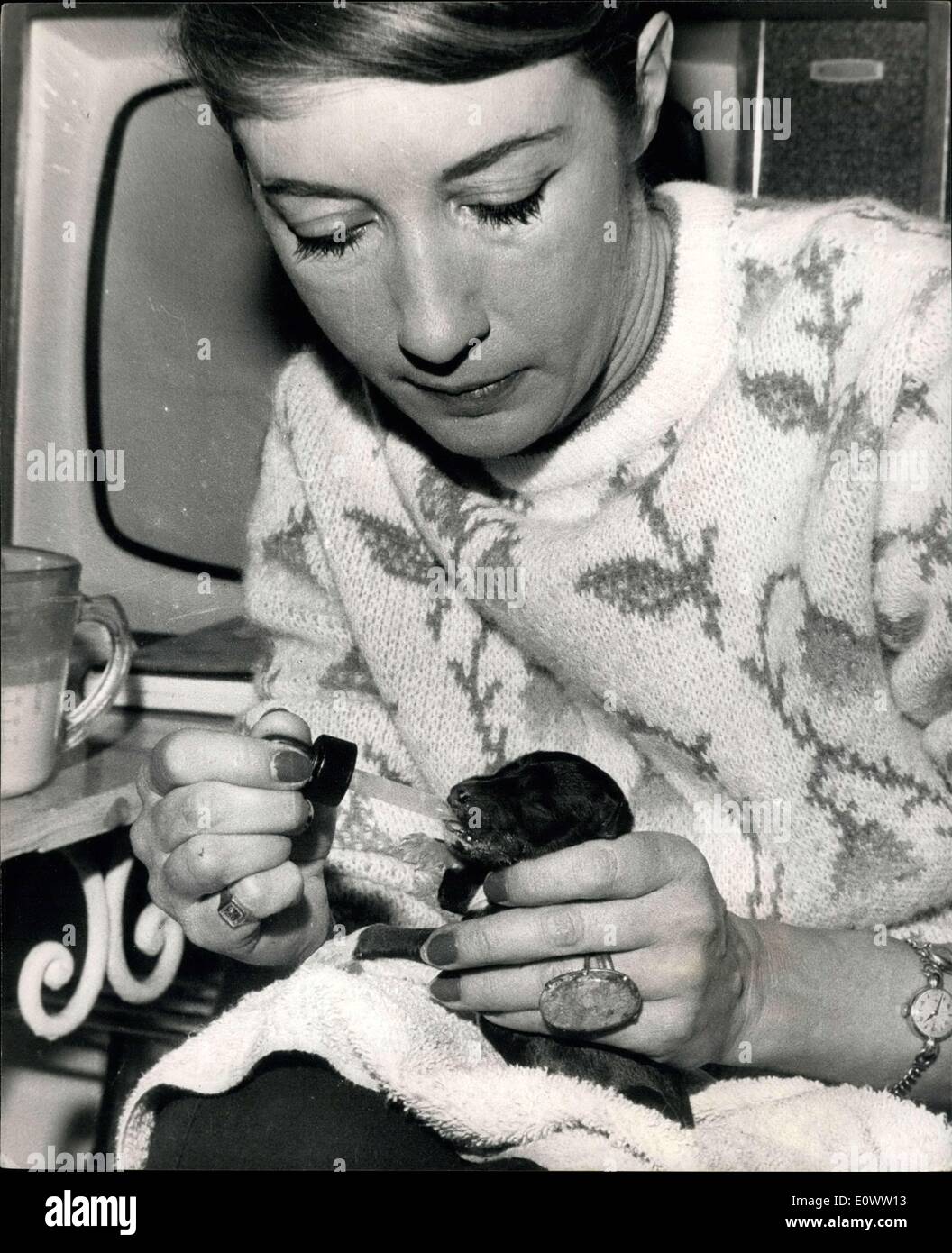 16. April 1964 - '' Cleo'' - gebiert siebzehn Welpen Mrs Britton kümmert sich um die Brut: '' Cleo'' der afghanische Windhund im Besitz Stockfoto