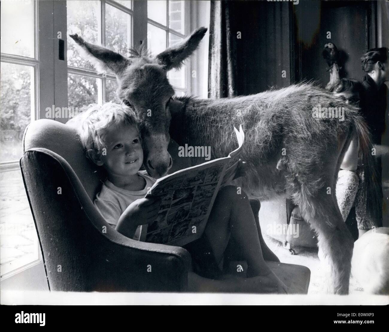 6. Juni 1964 - der Trendsetter bei Haustieren... '' BETTINA.'' - die MINI Esel treffen Mini machen... Sie ist BETTINA, der Esel nicht größer als ein großer Hund... Nur 3ft, vom Huf Schultern hoch... BETTINA, im Bild mit ihrem jungen Freund RICHARD BORWIOX, ist der letzte Schrei in Haushalt, übernahmen eine pioneerin Erhöhung der Statue von Eseln aus Lasttiere für verwöhnte Haustiere. Eine Earuaot Hilfe wünschen Esel, aber sie sind in der Regel ein wenig zu groß, als Haushalt Haustiere keine oder ROBIN BORITICK bekam, um das Problem kümmern und -BETTINA produziert. Ihre Mutter war eine normale Ari Esel aus Irland. Vater co Stockfoto