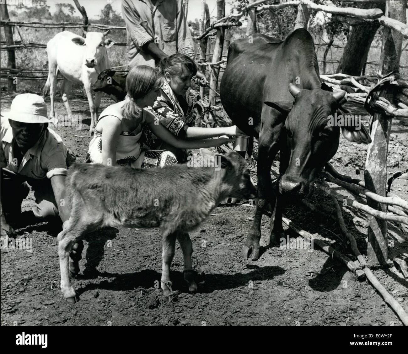 8. August 1964 - eine amerikanische Experiment In Tanganyika... Leben mit den Eingeborenen: Vor etwa einem Monat überlassen eine Partei der Amerikaner - drei jungen und sechs Mädchen der Vereinigten Staaten als die erste amerikanische Gruppe des Experiments im internationalen Leben Tanganyika... Es ist auch das erste in Ost-Afrika... Sie besuchte eine Reihe von Sehenswürdigkeiten - vor dem Schlafengehen ihre Arbeit einer Reihe von Orten von Interesse - vor dem Schlafengehen ihre Arbeit Projekt - Landwirtschaft Website etwa vierzig Meilen von DaresSalaam Busch Stockfoto