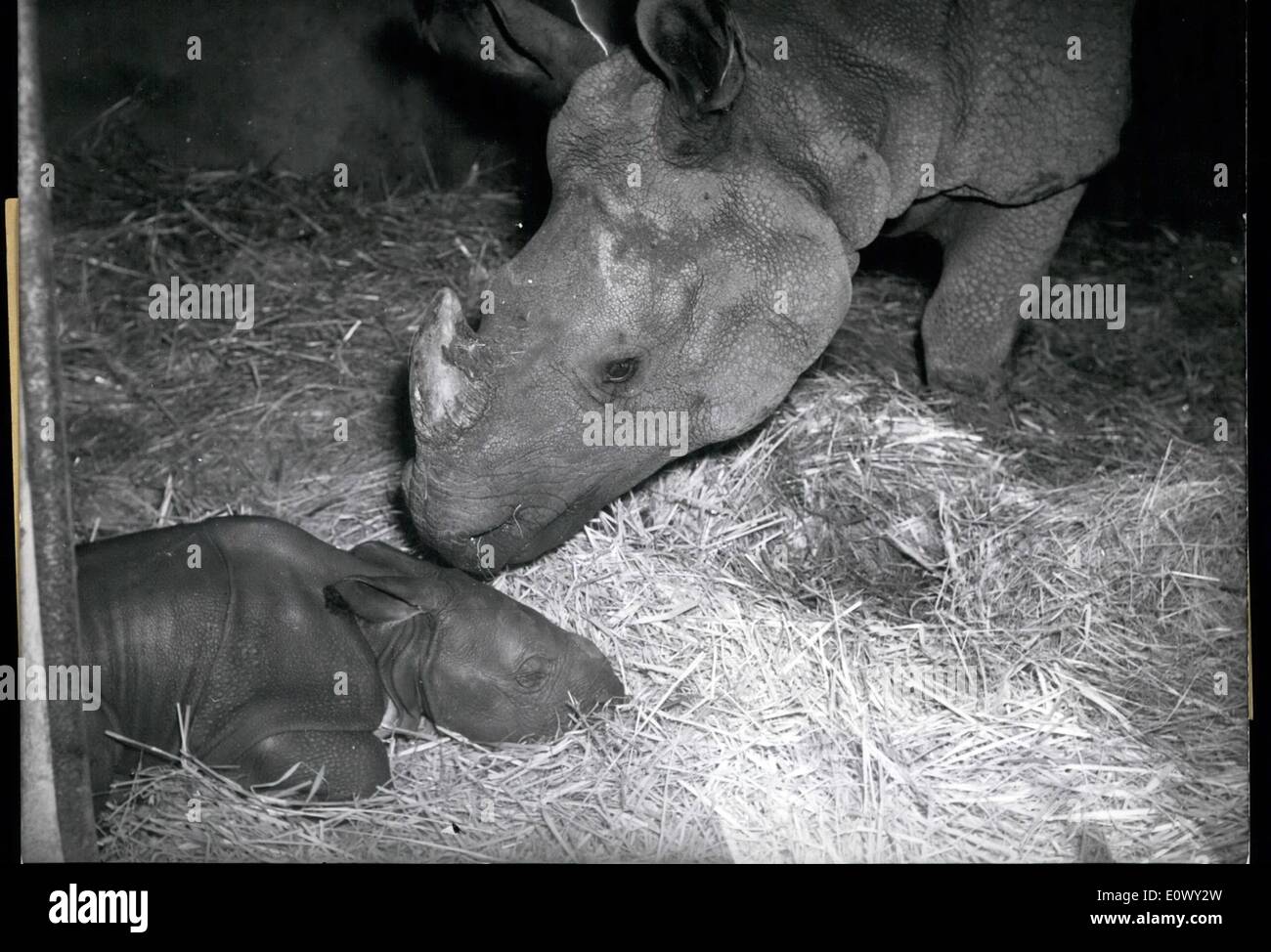 8. August 1964 - hatte ein Geburtsgewicht von 50 kg die kleine Rinoceros, die heutzutage in den Zoo Hagenbeck in Hamburg, Deutschland geboren. Es geschah zum ersten Mal, das in einem deutschen Zoo eine indische Rinoceros geboren wurde. Zoo-Experten sind bereits Schätzung des Werts '' Gauhati'' (Gahati), das ist die Bezeichnung für die Baby-Rinoceris, von 70 000 DM. Stockfoto