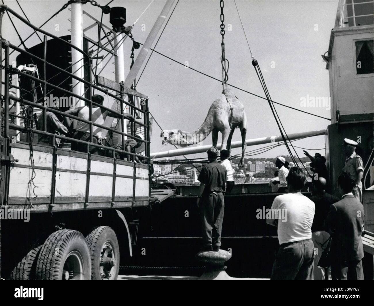 6. Juni 1964 - kam mehr als dreißig Kamele heute Morgen aus Libyen in den kleinen Hafen von Antzio. Menschen nur wunderte sich über die ungewöhnliche Ankunft. Sie werden in der "Besetzung" von De Laurentiis '' großen '' La Bibbia'' und bestücken der Arche Noah. Stockfoto 6. Juni 1964 - kam mehr als dreißig Kamele heute Morgen aus Libyen in den kleinen Hafen von Antzio. Menschen nur wunderte sich über die ungewöhnliche Ankunft. Sie werden in der "Besetzung" von De Laurentiis '' großen '' La Bibbia'' und bestücken der Arche Noah. Stockfoto
