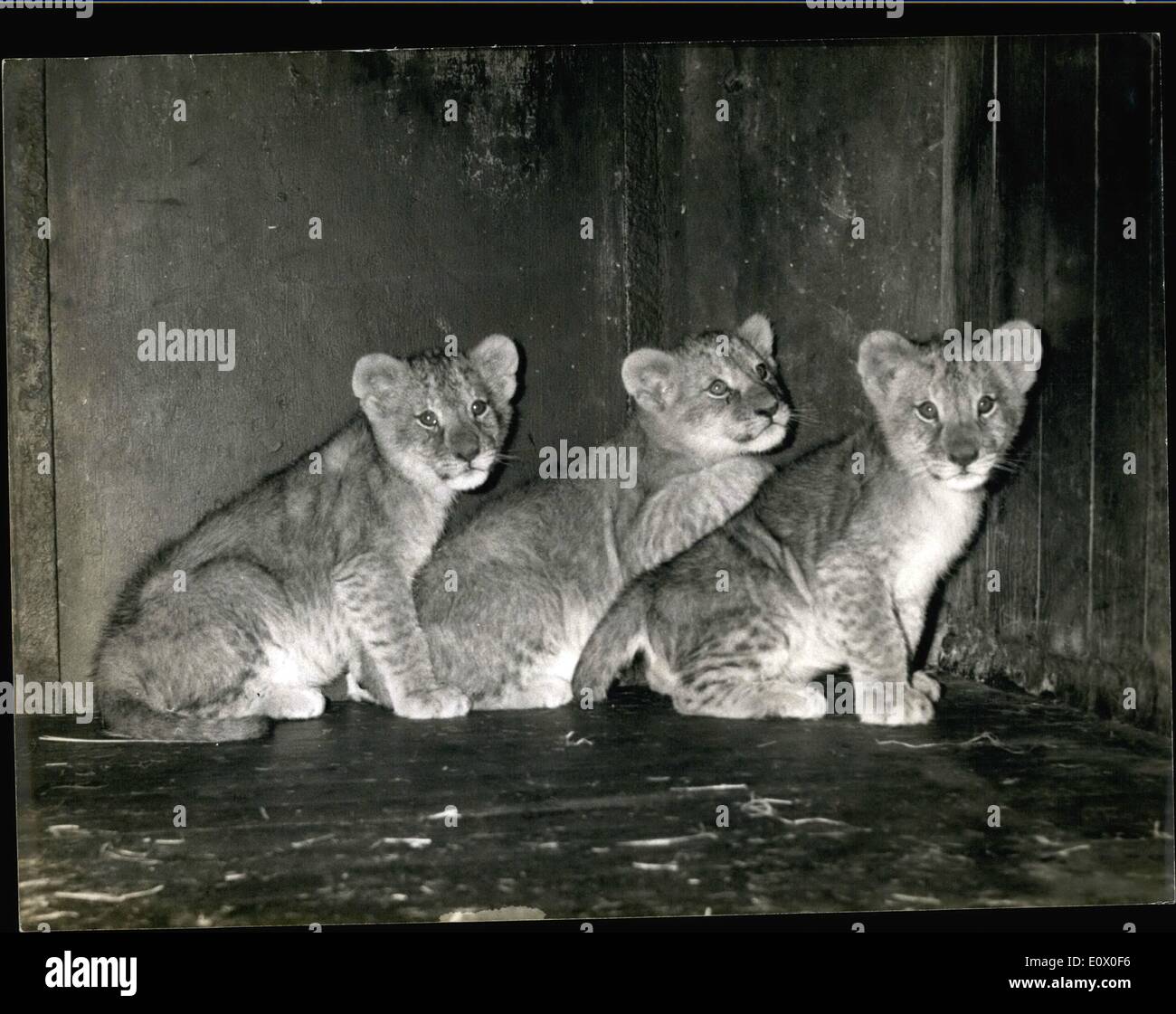 11. November 1964 - Löwin gebiert Drillinge: die drei Löwenbabys geboren im Zoo von Vincennes, Paris. Stockfoto
