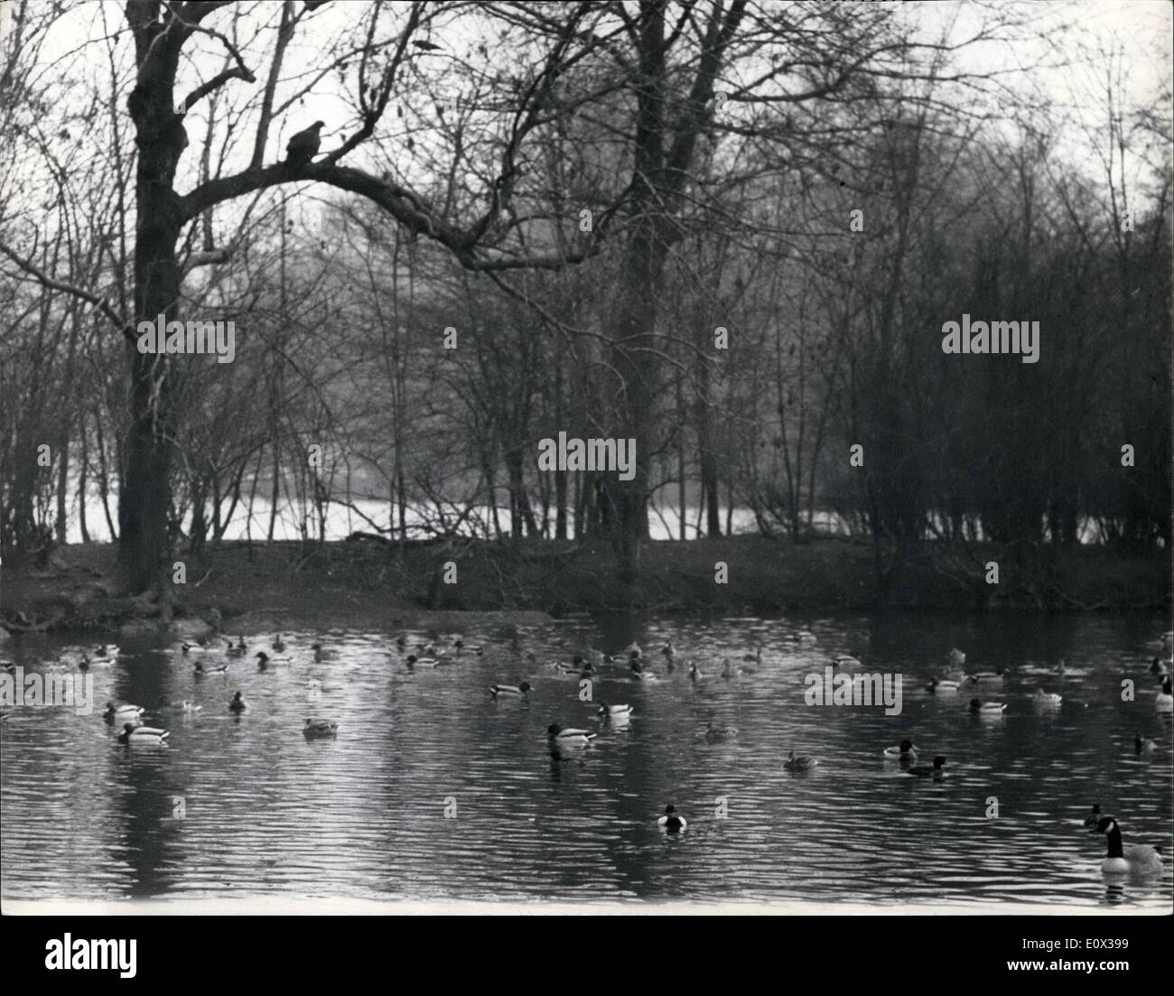 3. März 1965 - "Goldie" Fly-away Adler schlägt wieder gleitet auf eine andere Ente im Regents Park: '' Goldie'' der Steinadler die vom Londoner Zoo am 28. Februar - und bisher entgangen ist es gelungen, seinen Häschern zu entgehen wieder im Regents Park heute zugeschlagen. Er fiel wie ein Stein von seinem Hochsitz Baumwipfel über den Park Duckpond und landete auf der Rückseite des w weiß Shnow Gans. Es gezogen des Vogels sich auf der Rückseite der Fabrik - und an den lebenswichtigen Momenta Schrei stieg von der Masse ab. Goldie veröffentlicht seine Beute und flog zurück nach seinem Baumwipfel Barsch Stockfoto